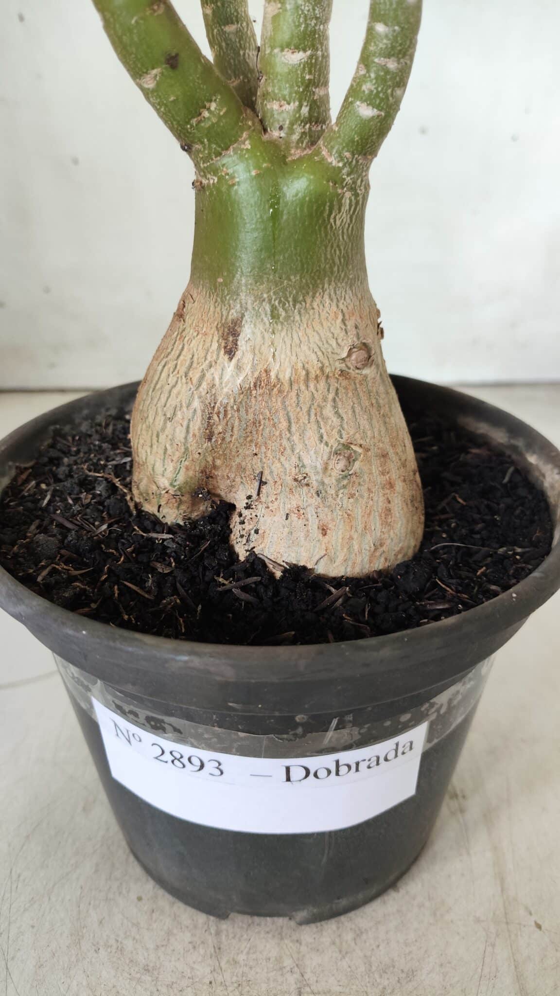 Planta Dobrada 2893 – 40cm – 03 anos