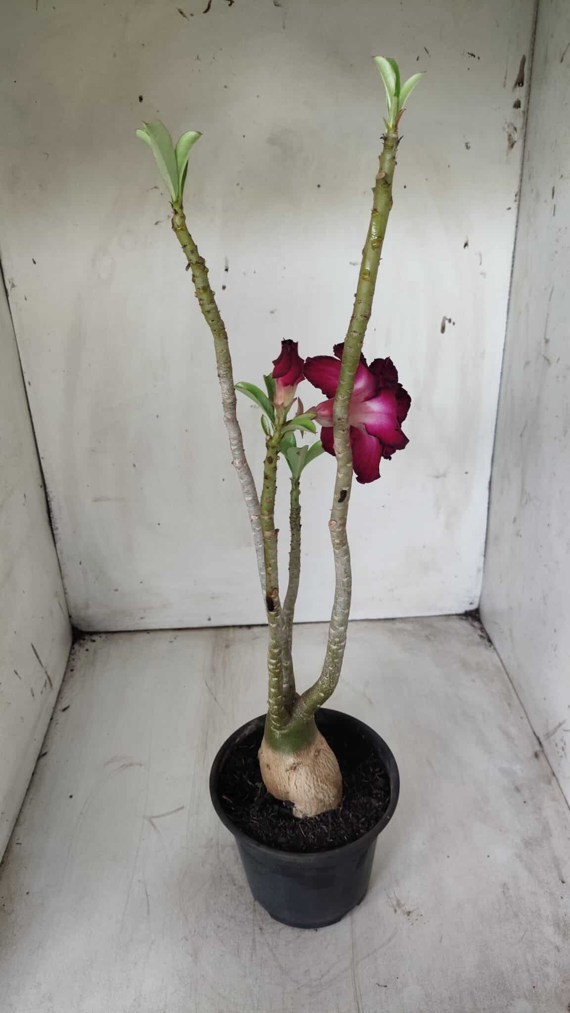 Planta Dobrada 2893 – 40cm – 03 anos