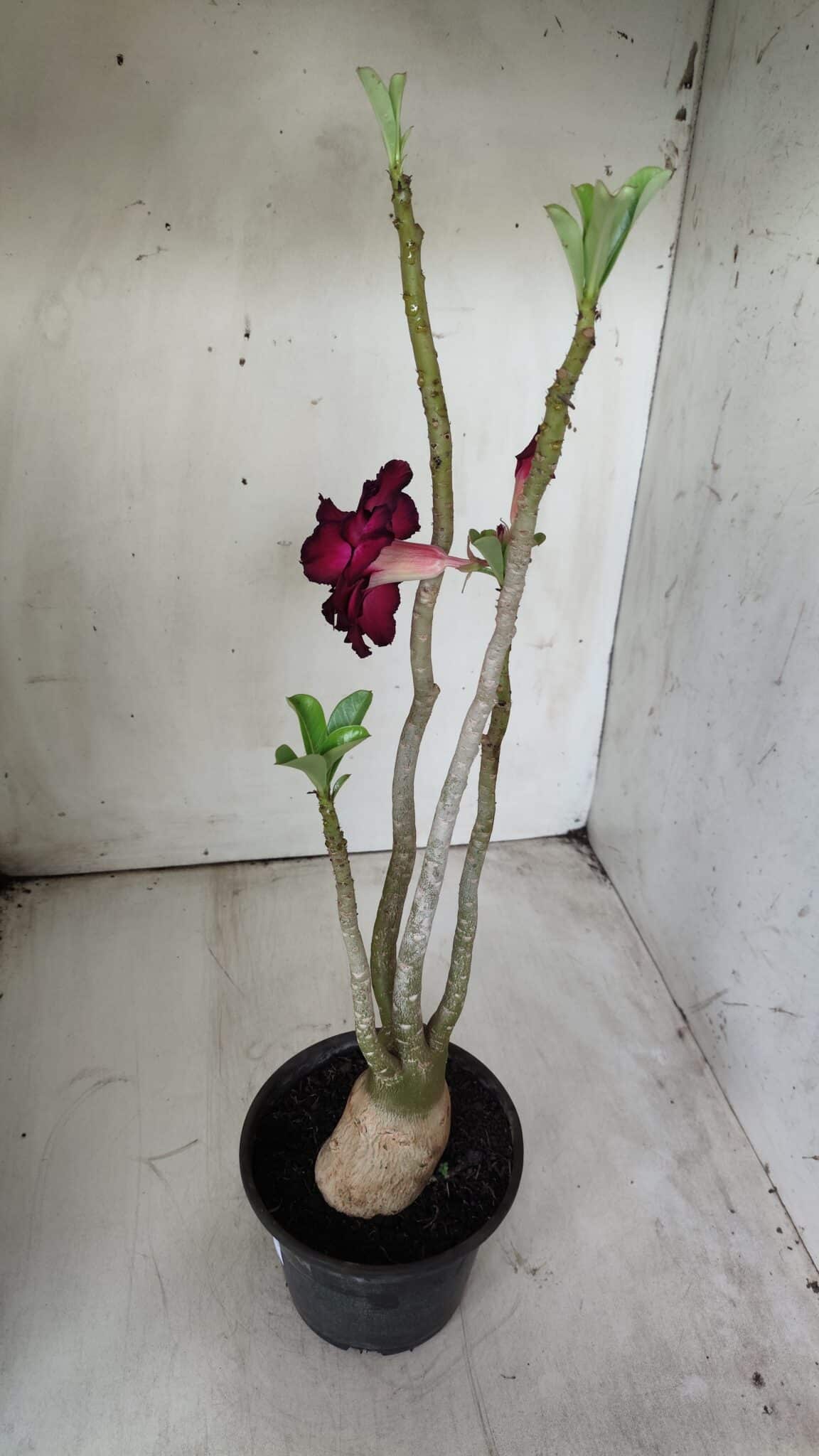 Planta Dobrada 2893 – 40cm – 03 anos
