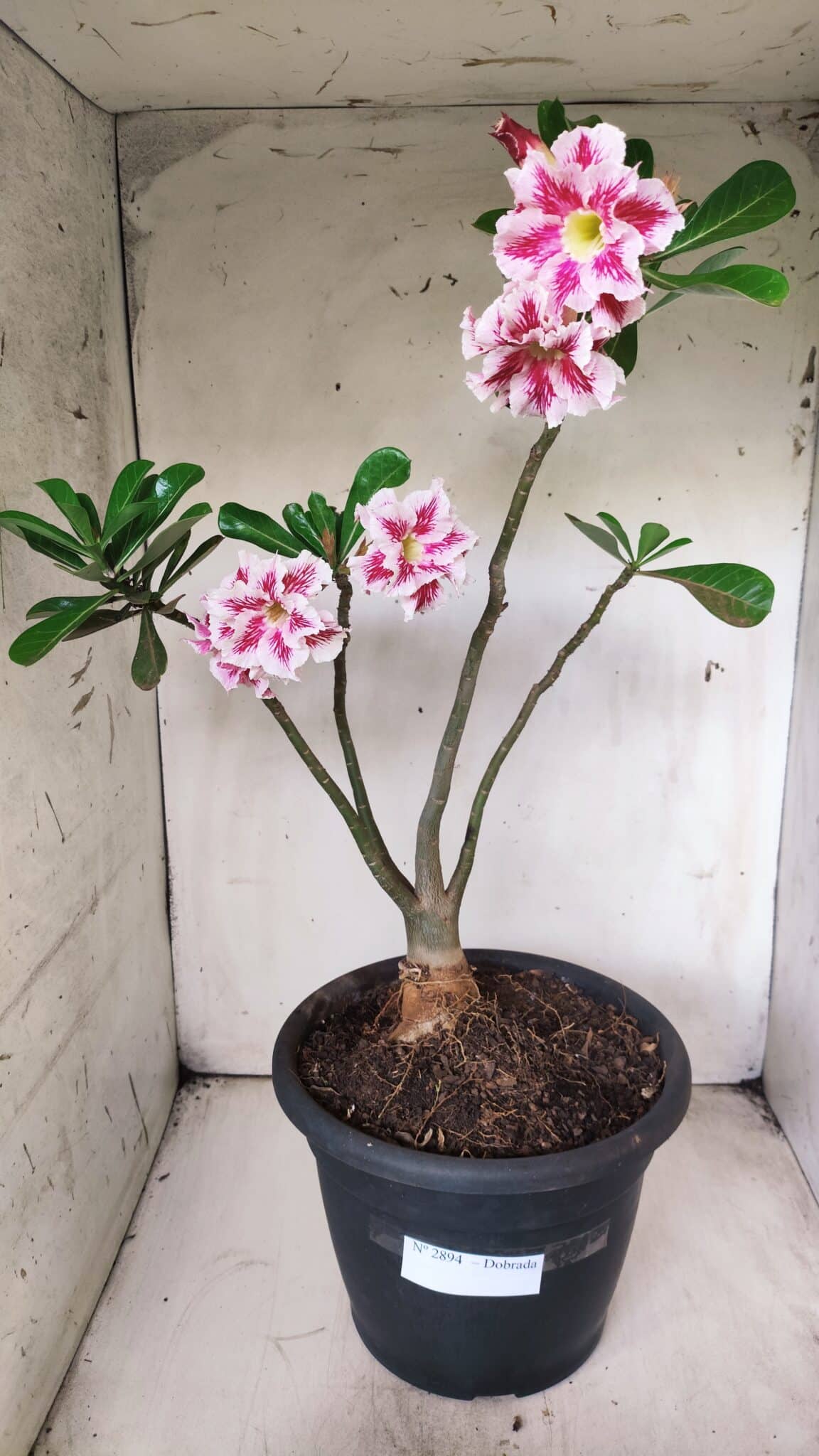 Planta Dobrada 2894 – 40cm – 04 anos