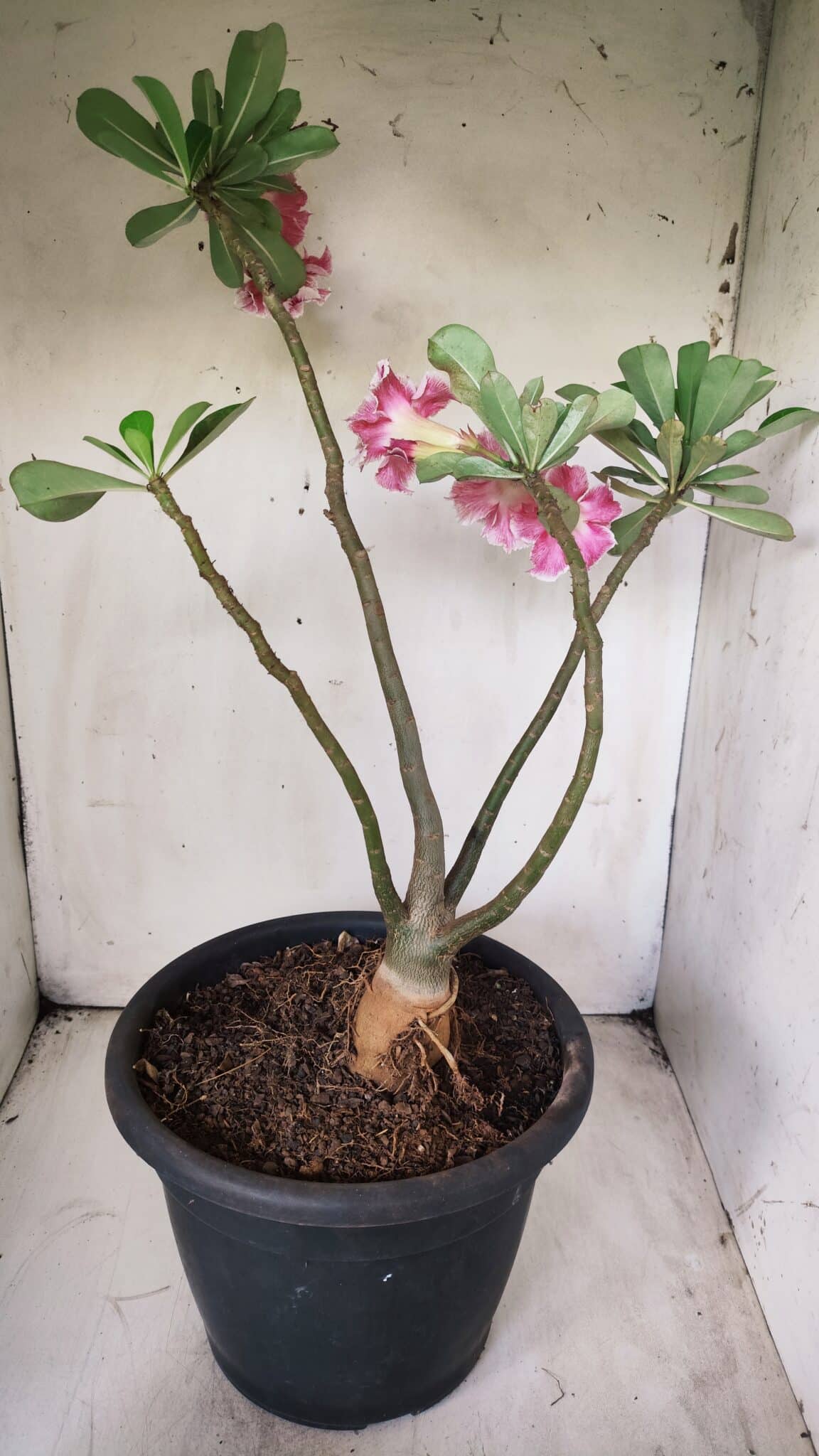 Planta Dobrada 2894 – 40cm – 04 anos
