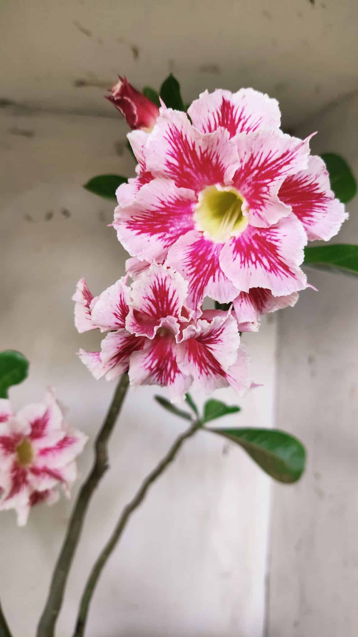 Planta Dobrada 2894 – 40cm – 04 anos