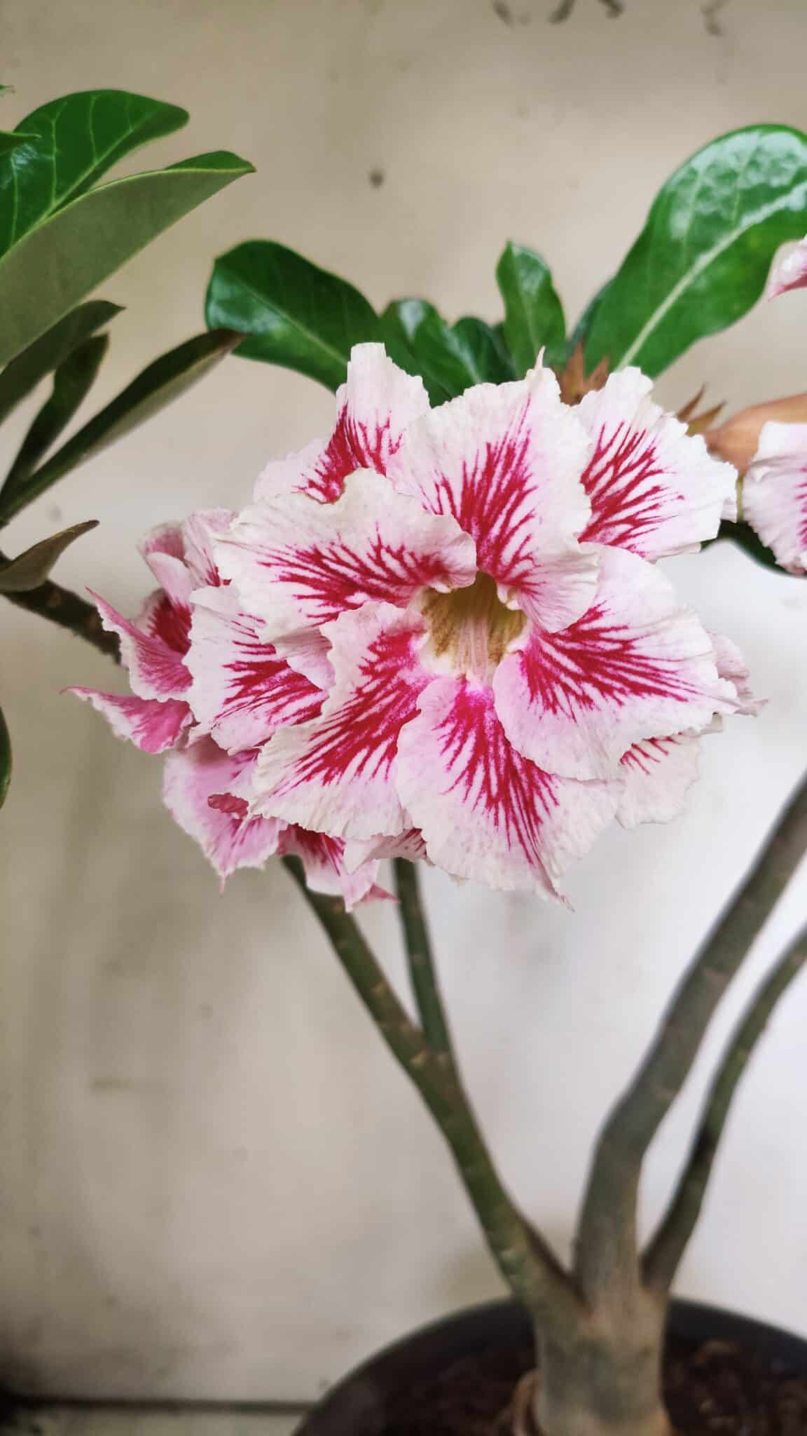 Planta Dobrada 2894 – 40cm – 04 anos