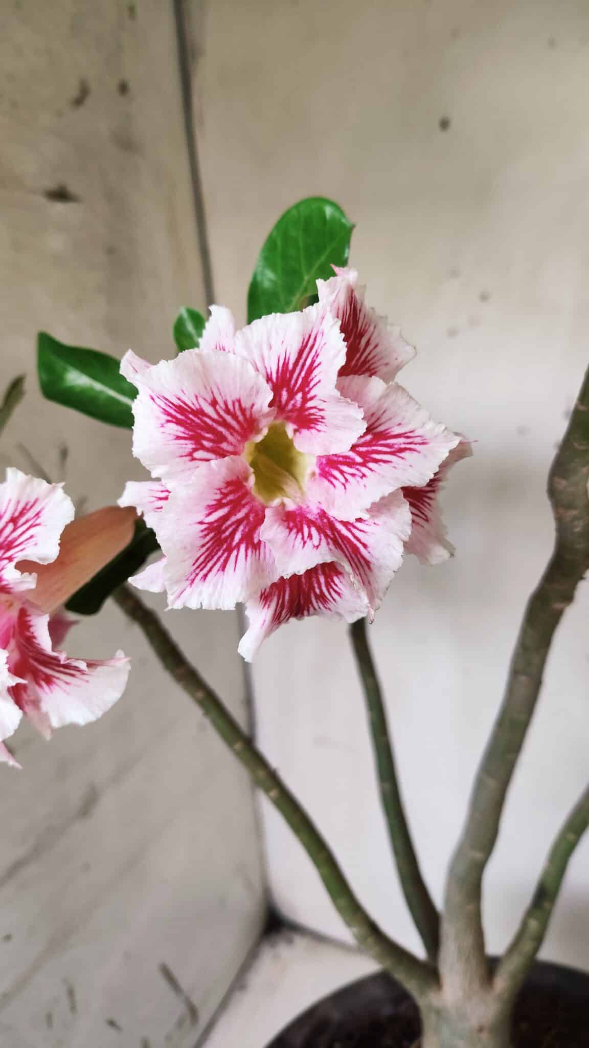 Planta Dobrada 2894 – 40cm – 04 anos