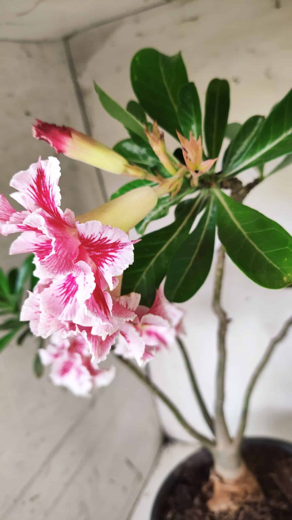 Planta Dobrada 2894 – 40cm – 04 anos