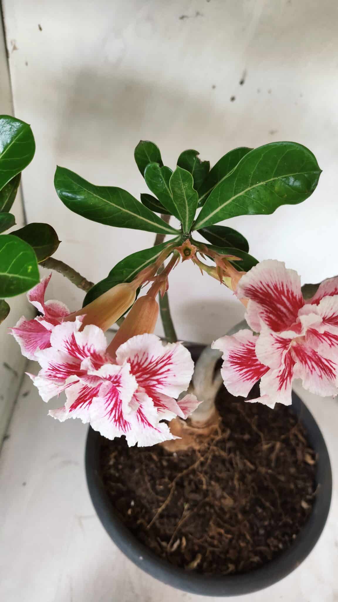Planta Dobrada 2894 – 40cm – 04 anos