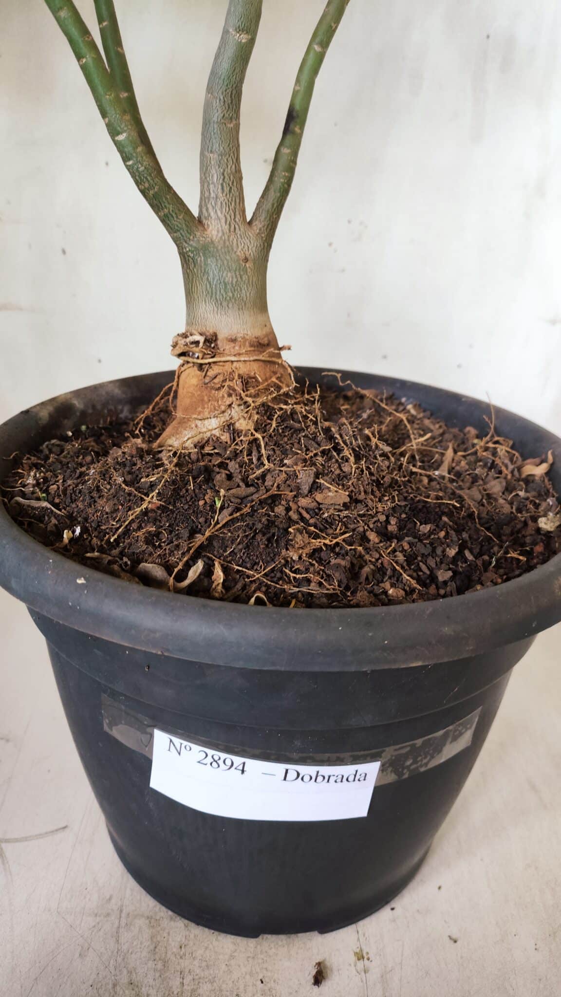 Planta Dobrada 2894 – 40cm – 04 anos