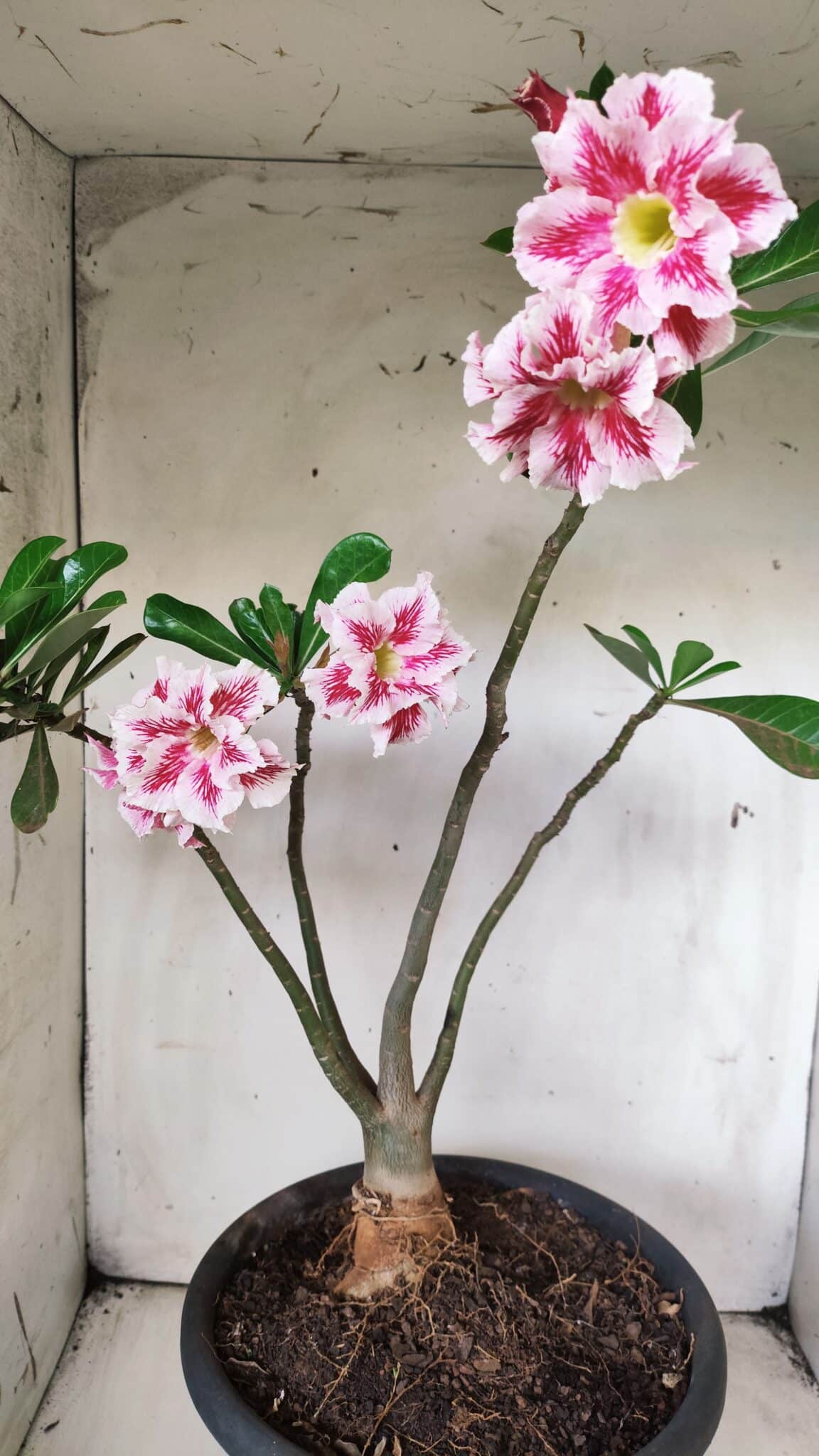 Planta Dobrada 2894 – 40cm – 04 anos