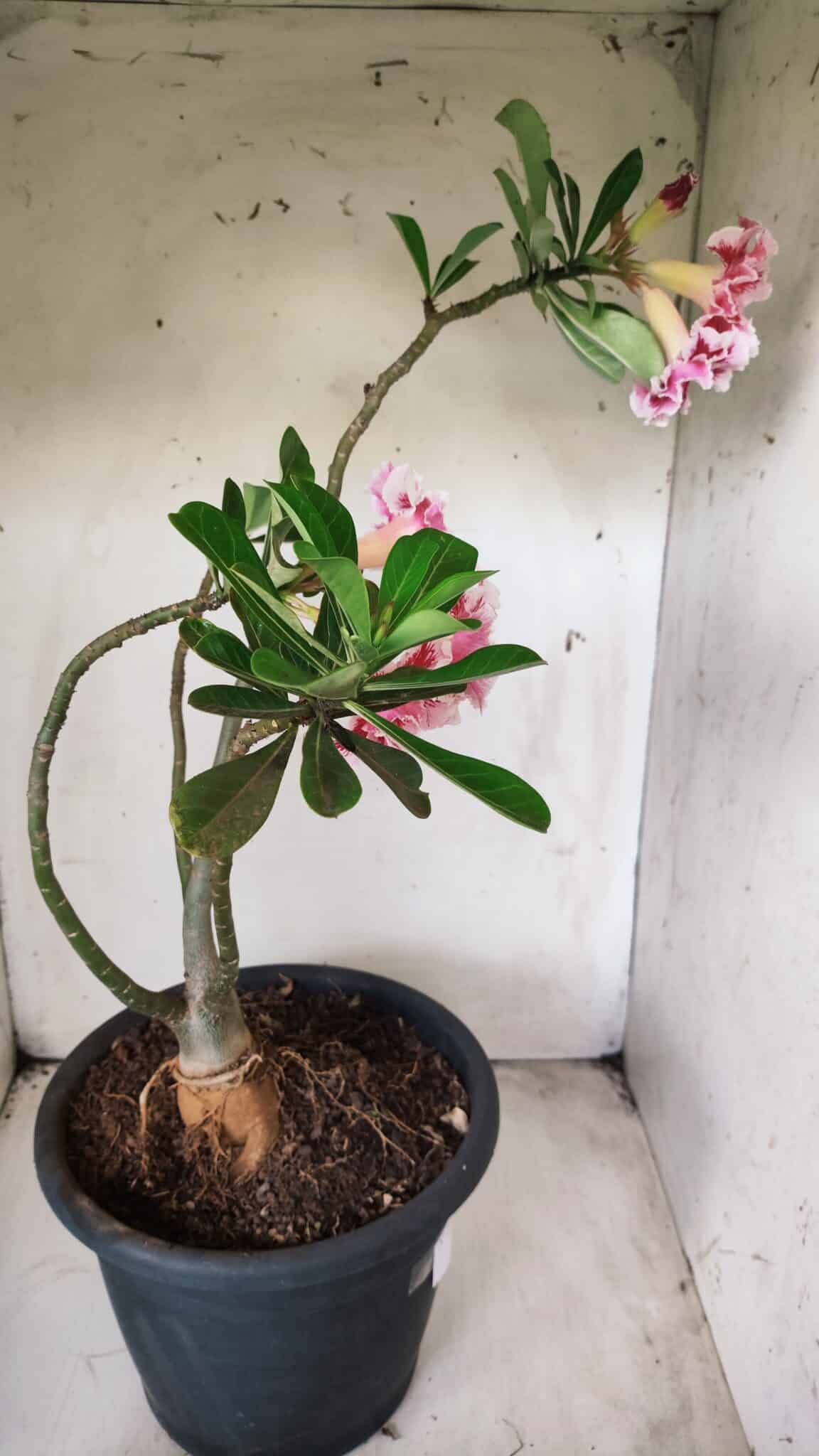 Planta Dobrada 2894 – 40cm – 04 anos