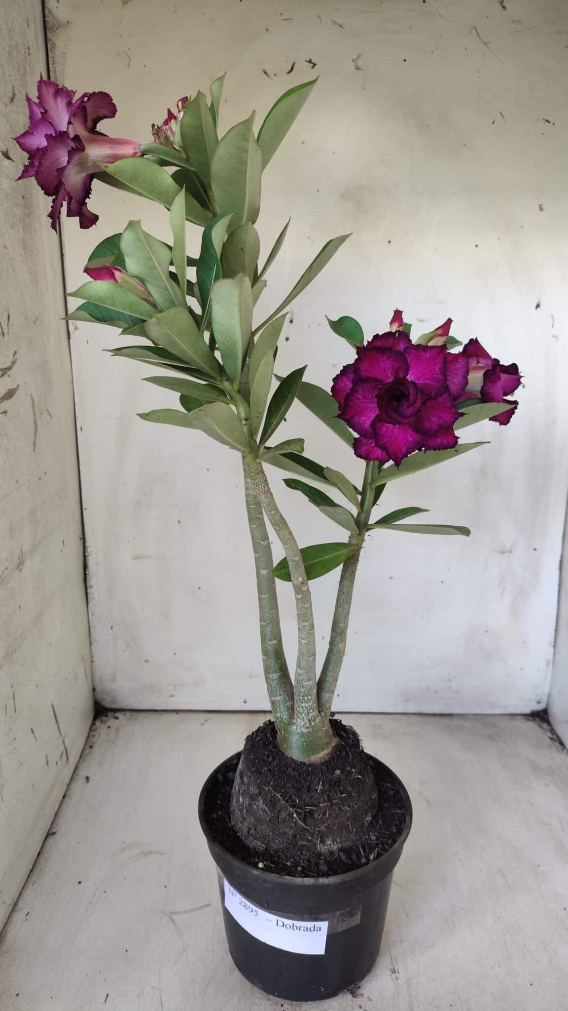 Planta Dobrada 2895 – 40cm – 03 anos
