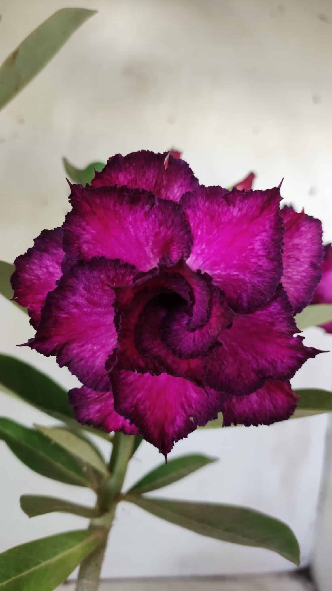 Planta Dobrada 2895 – 40cm – 03 anos
