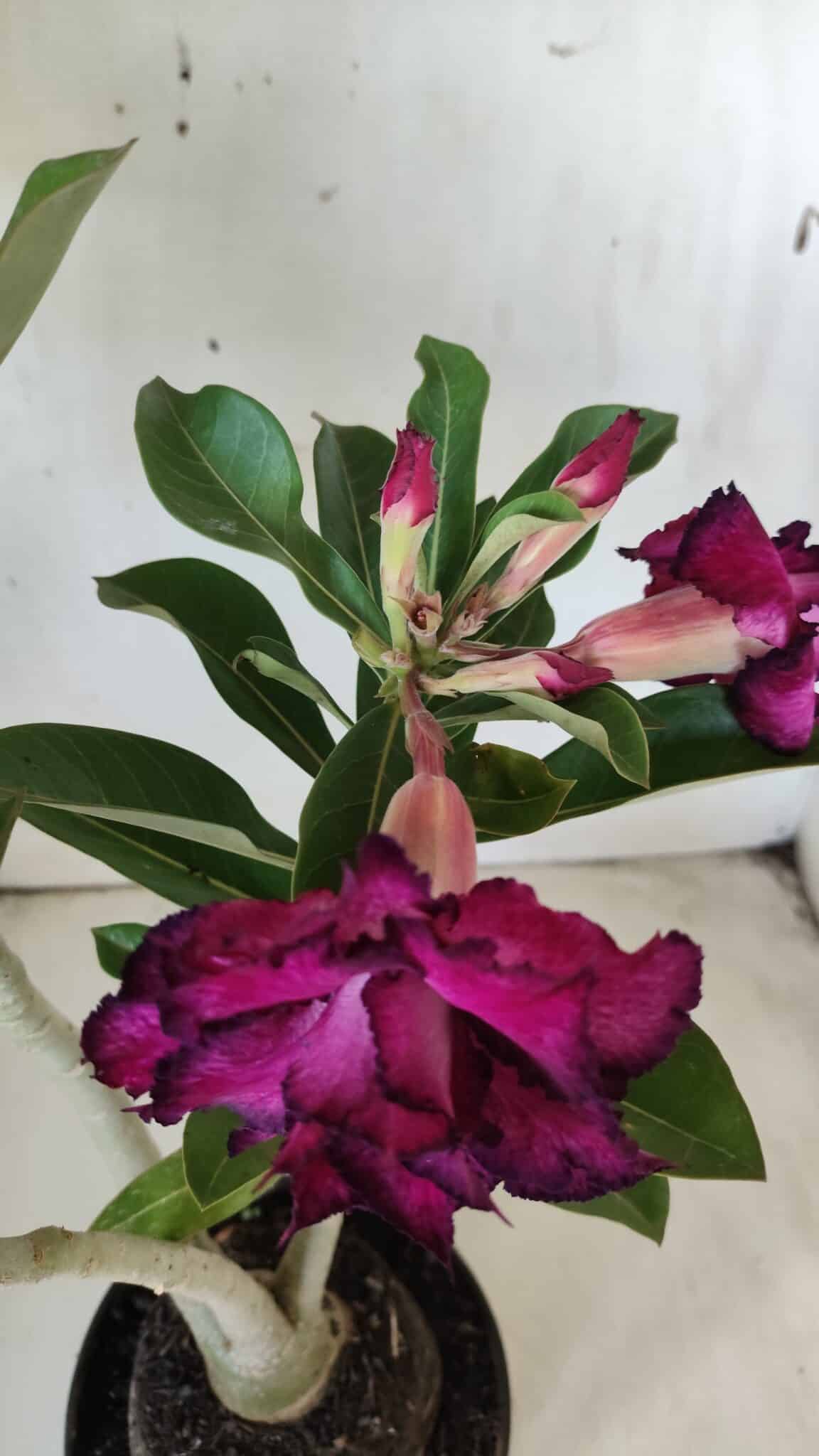 Planta Dobrada 2895 – 40cm – 03 anos