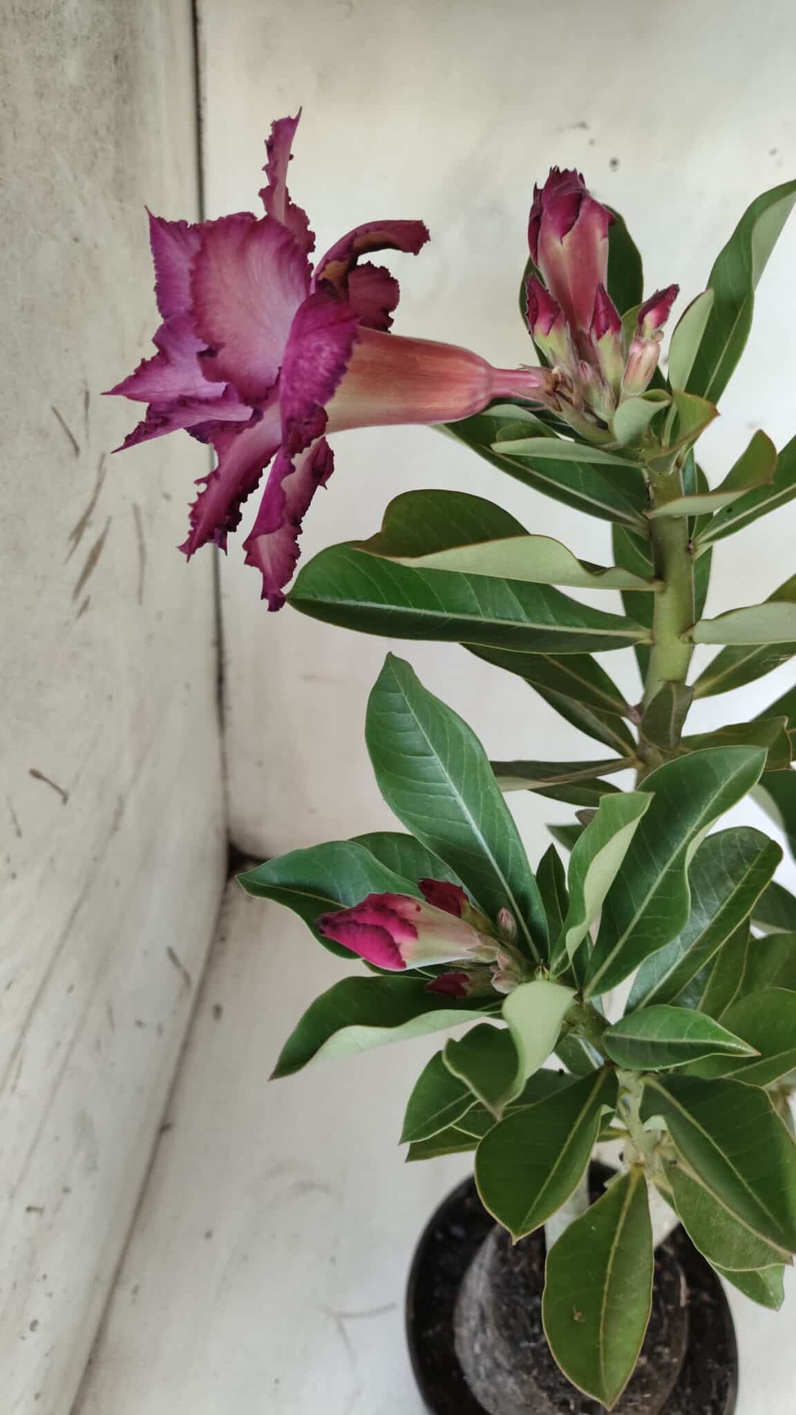 Planta Dobrada 2895 – 40cm – 03 anos