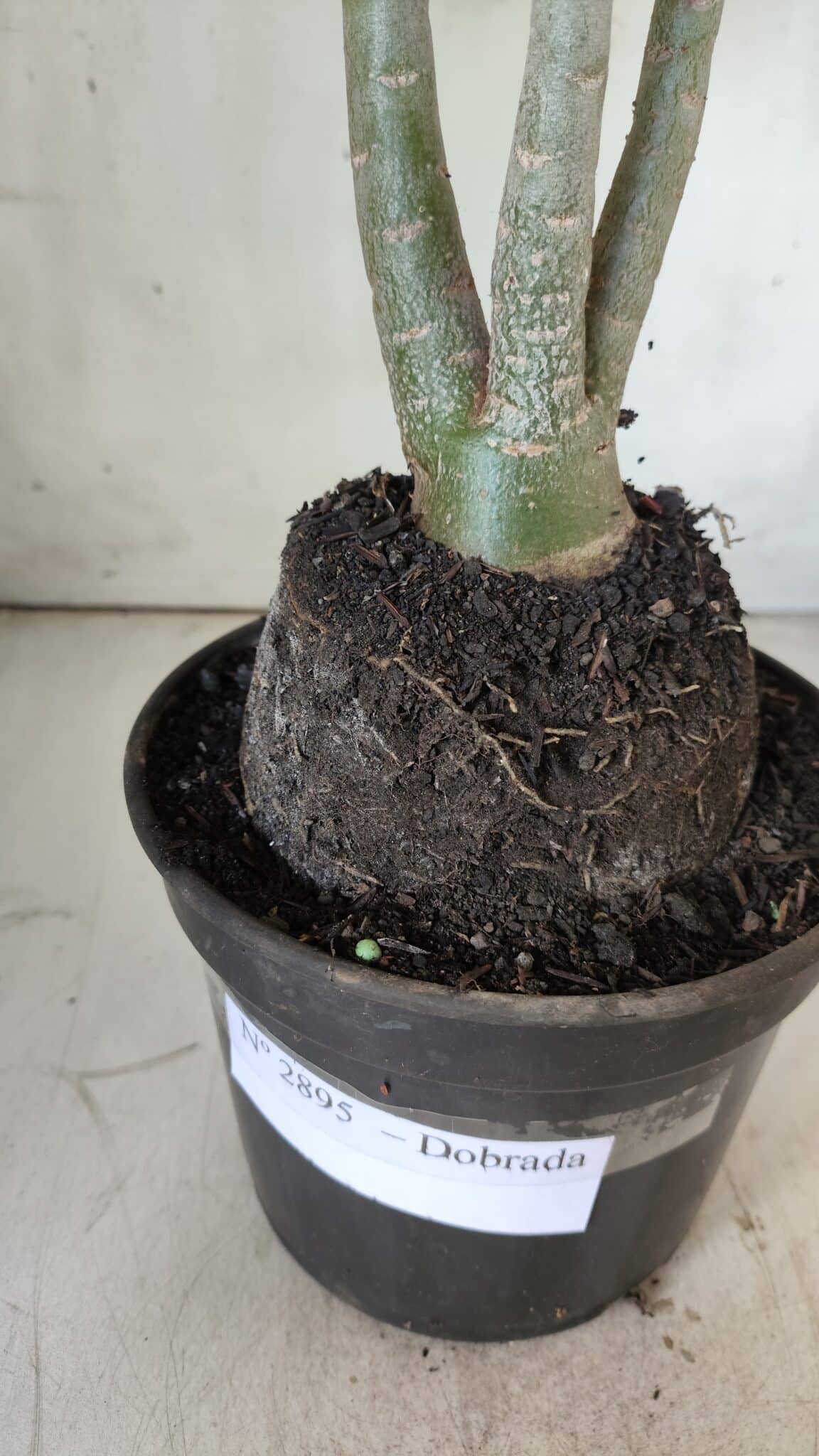 Planta Dobrada 2895 – 40cm – 03 anos