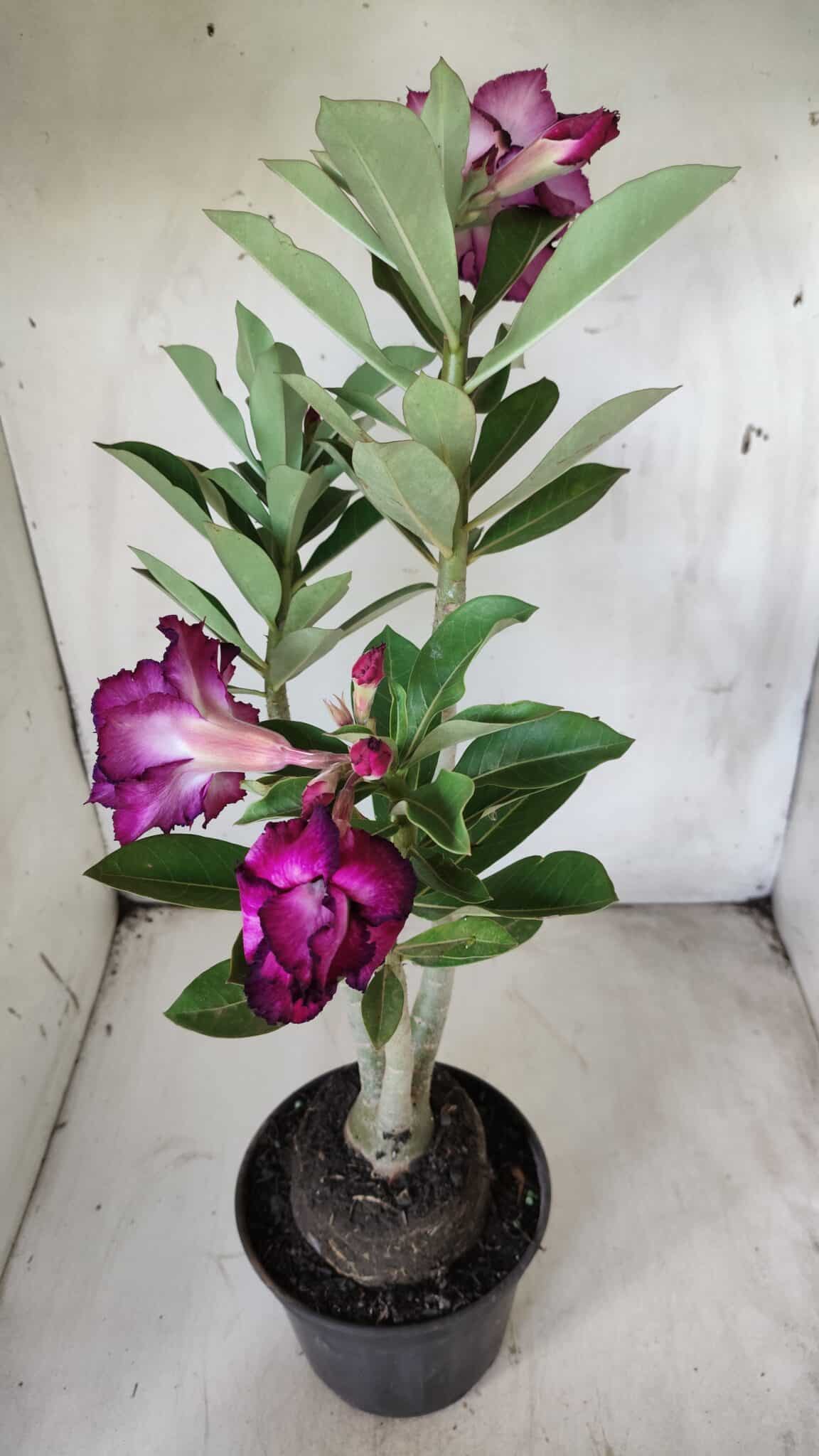 Planta Dobrada 2895 – 40cm – 03 anos