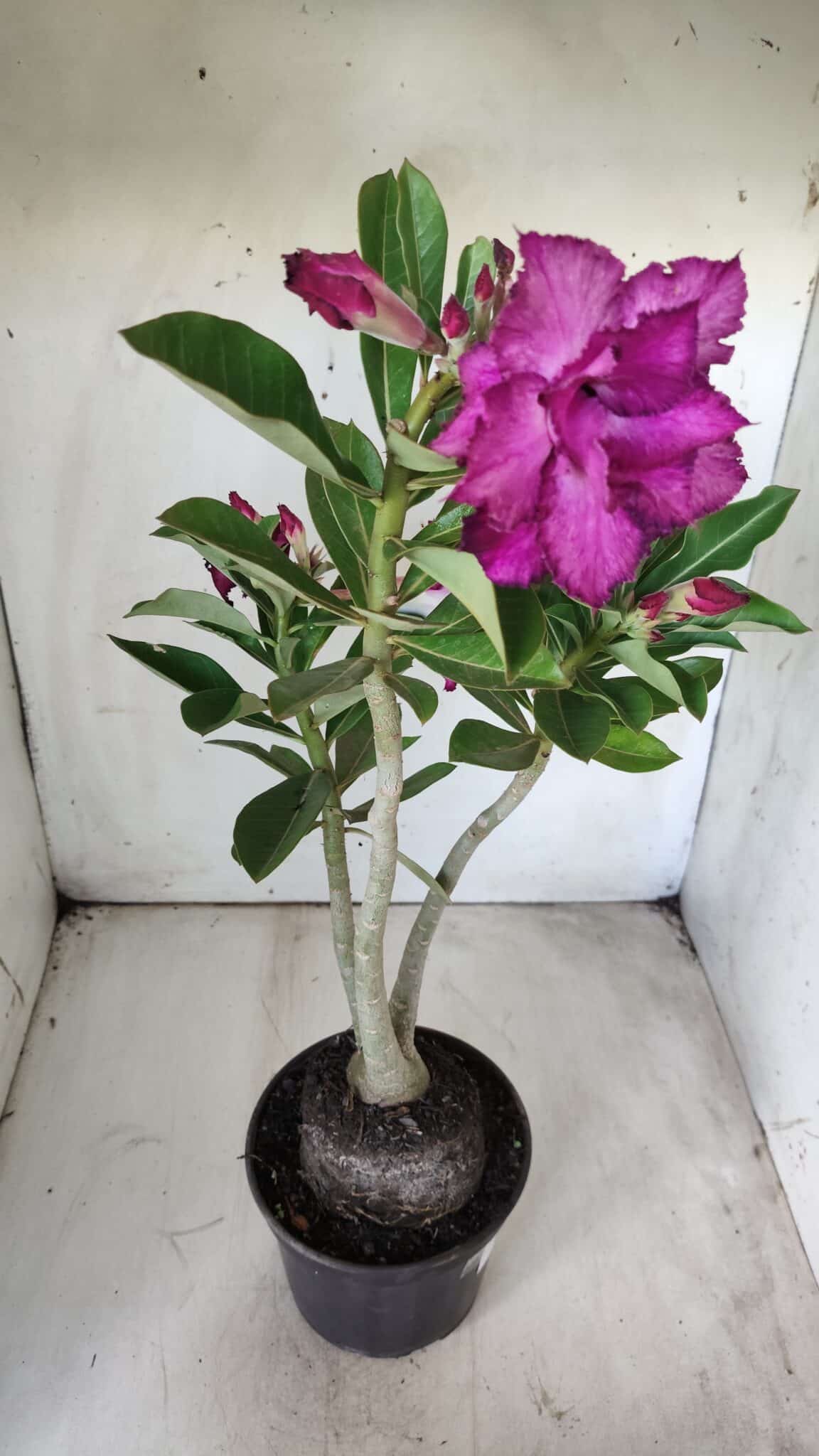 Planta Dobrada 2895 – 40cm – 03 anos