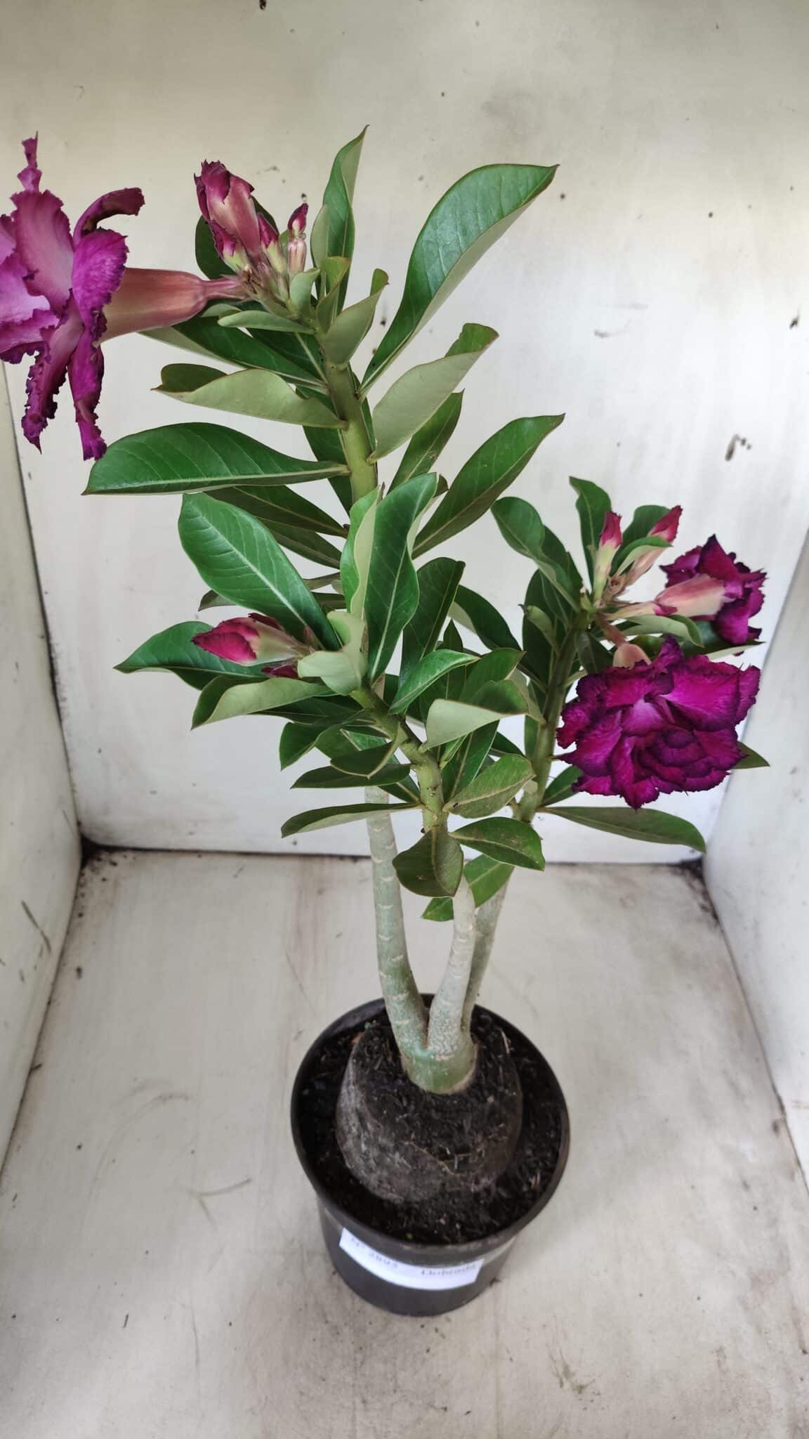 Planta Dobrada 2895 – 40cm – 03 anos