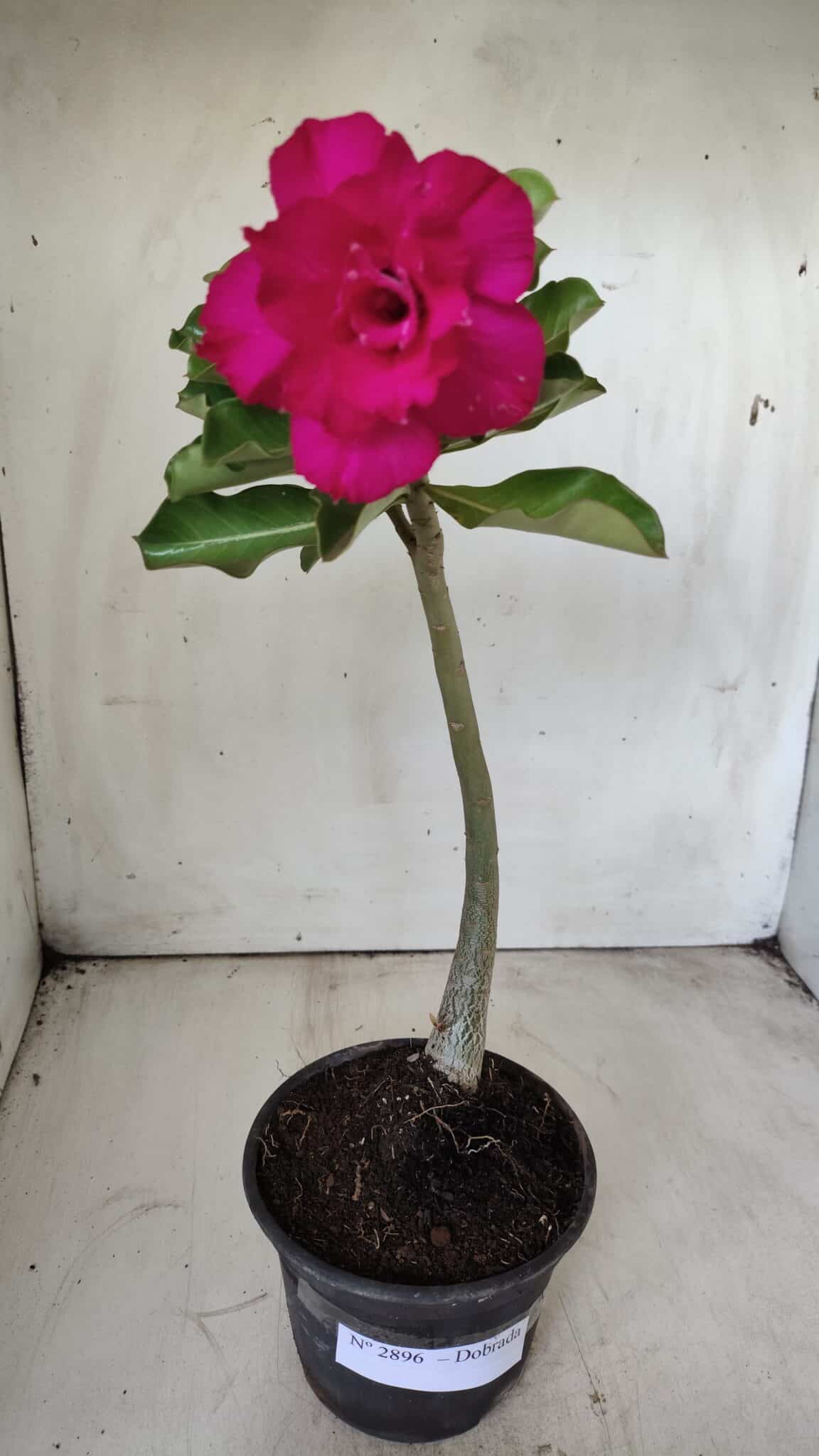Planta Dobrada 2896 – 30cm – 02 anos