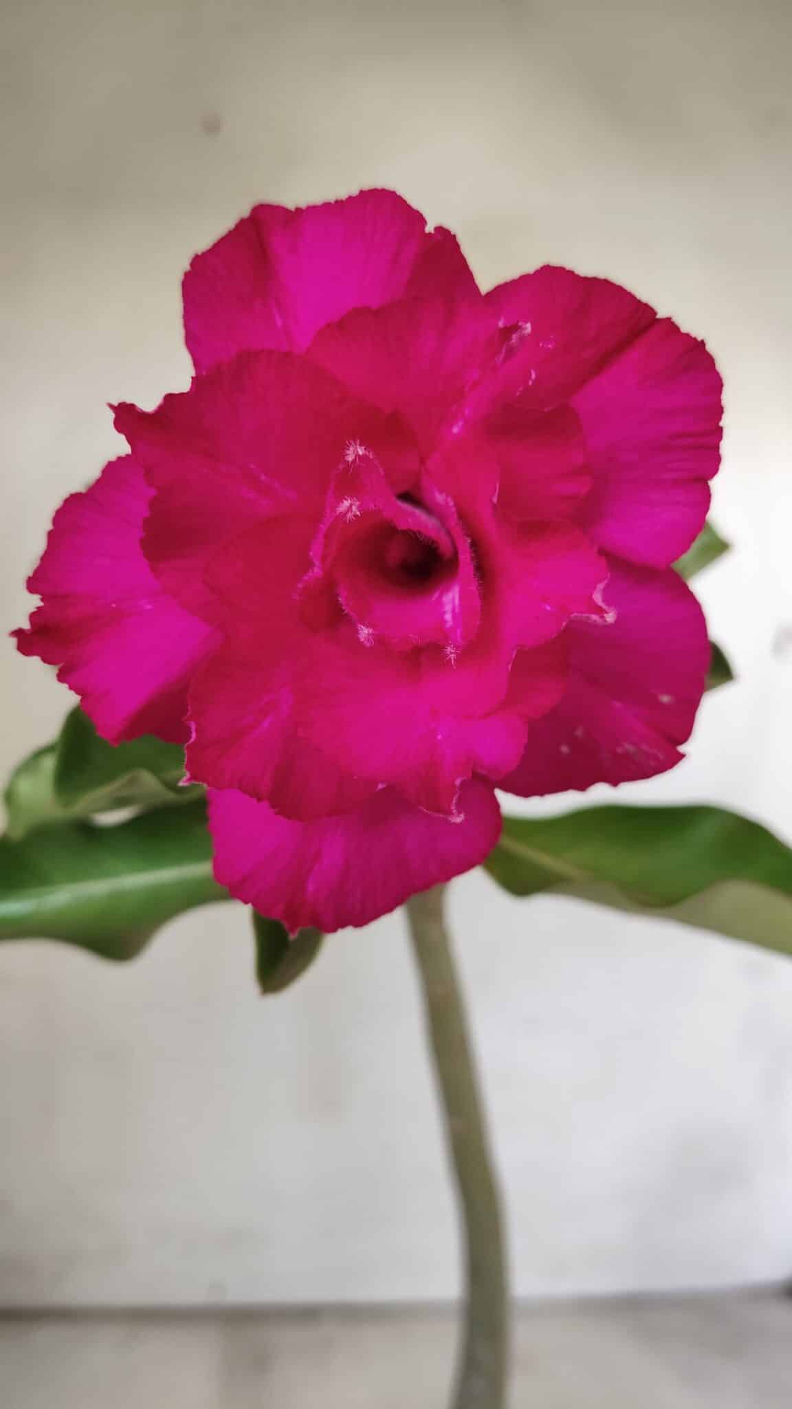 Planta Dobrada 2896 – 30cm – 02 anos