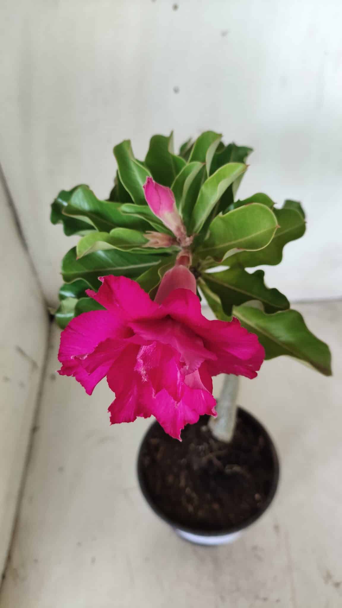 Planta Dobrada 2896 – 30cm – 02 anos