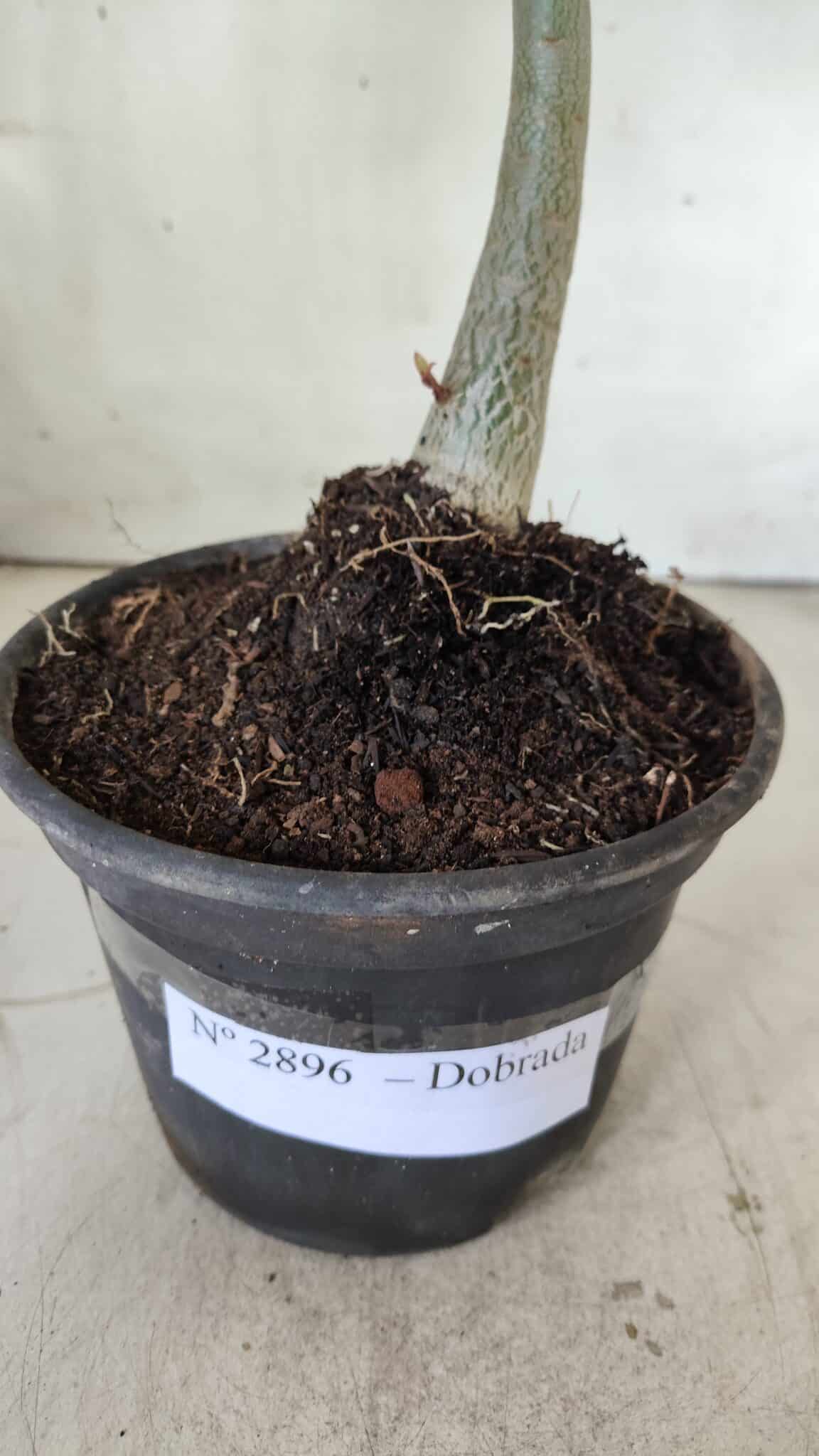 Planta Dobrada 2896 – 30cm – 02 anos
