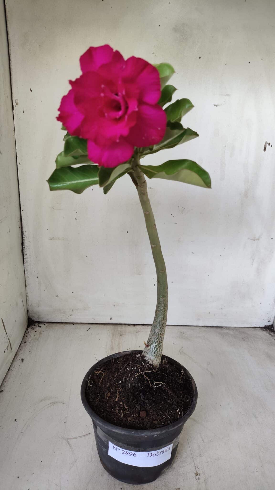 Planta Dobrada 2896 – 30cm – 02 anos