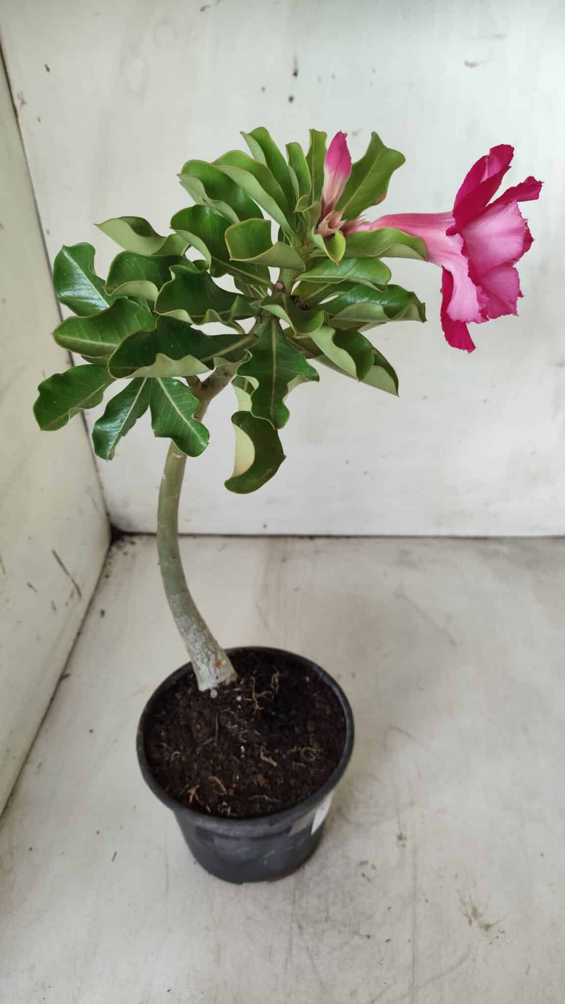 Planta Dobrada 2896 – 30cm – 02 anos