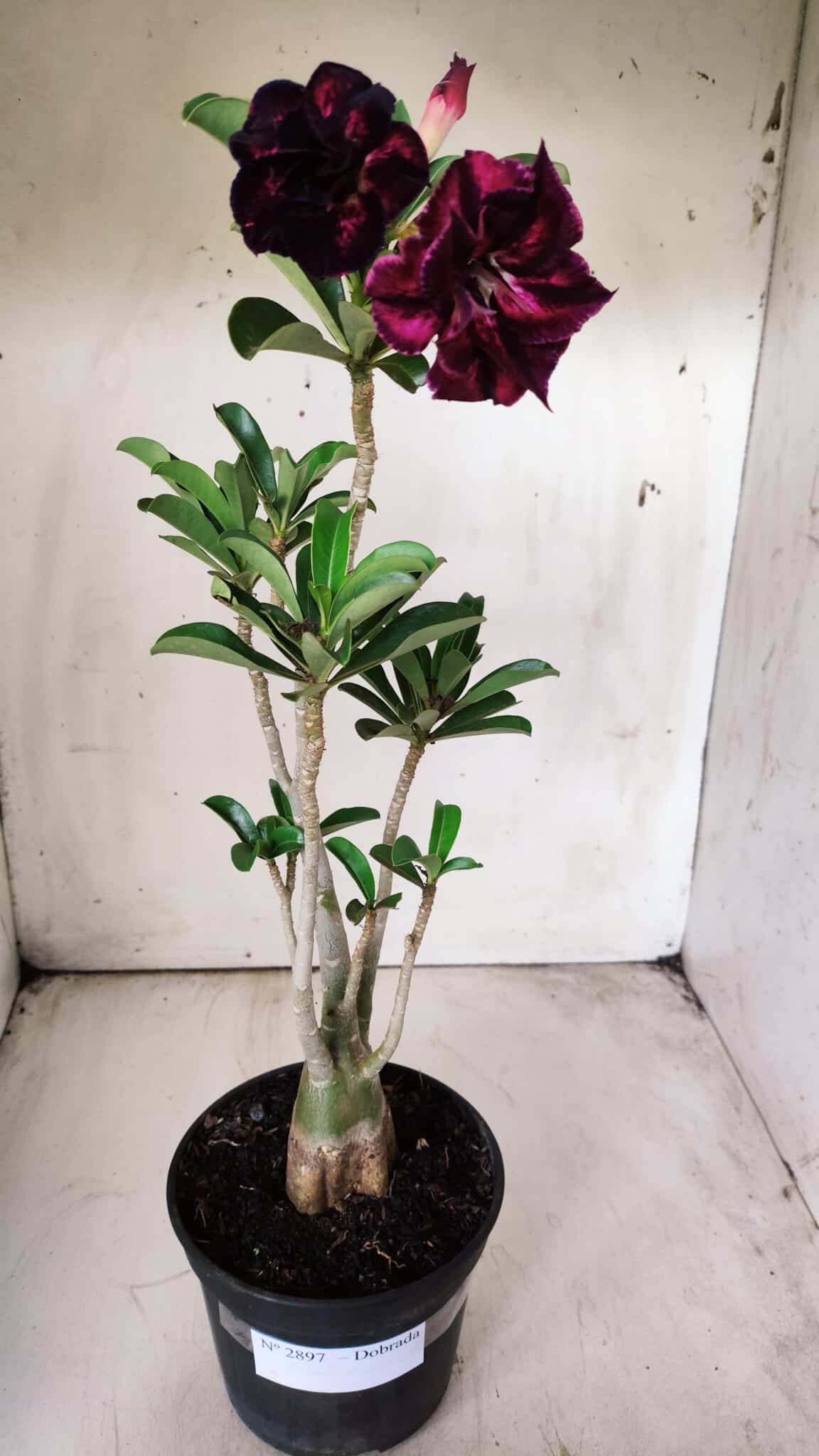 Planta Dobrada 2897 – 35cm – 03 anos