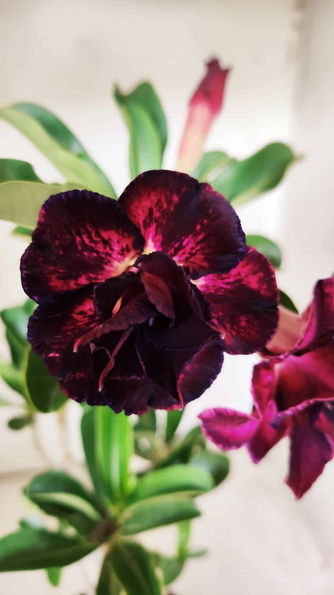 Planta Dobrada 2897 – 35cm – 03 anos