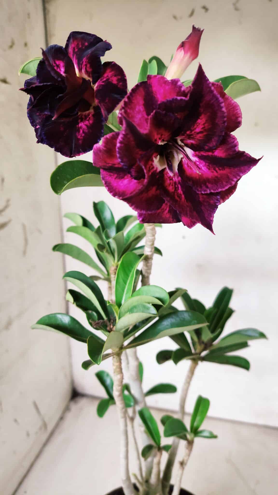 Planta Dobrada 2897 – 35cm – 03 anos