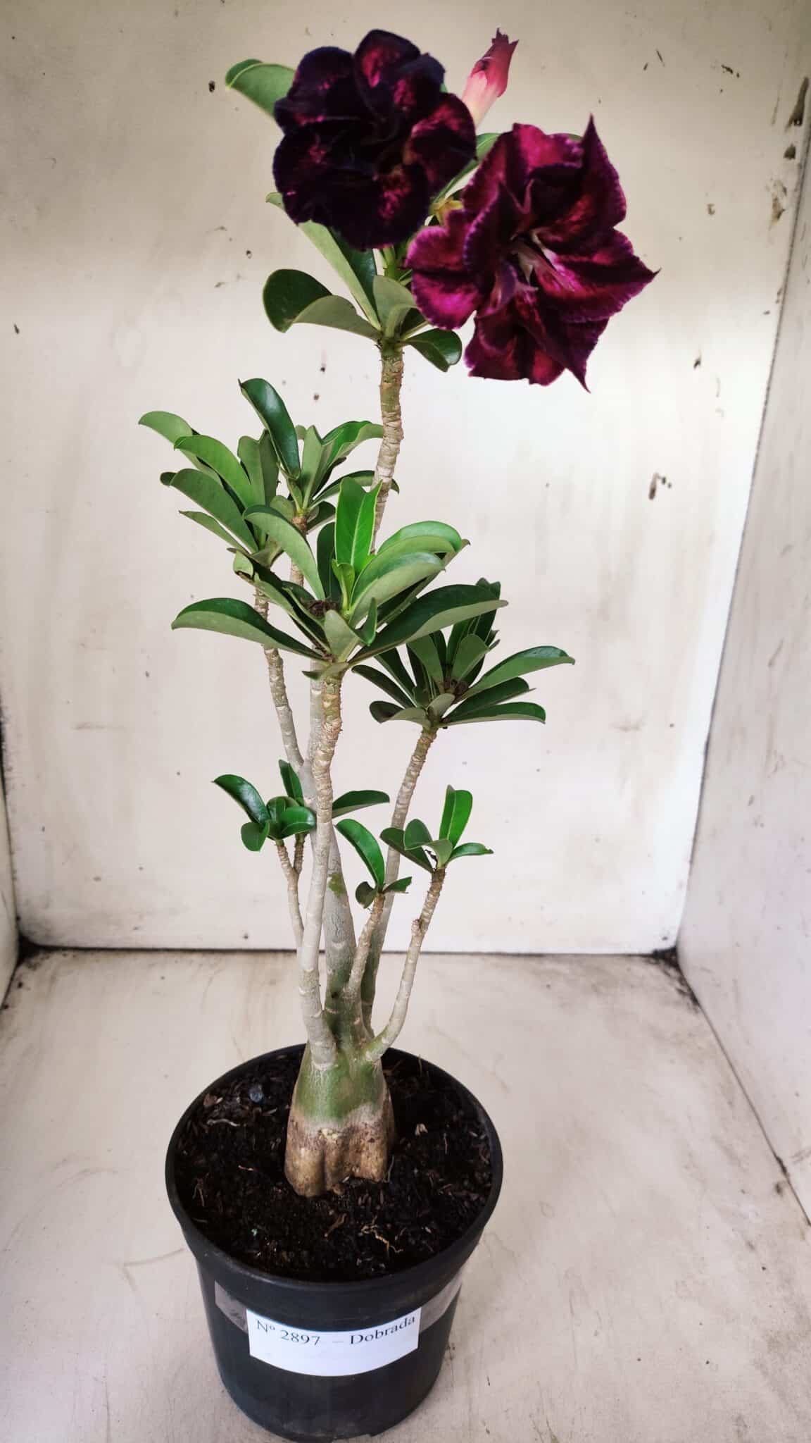 Planta Dobrada 2897 – 35cm – 03 anos