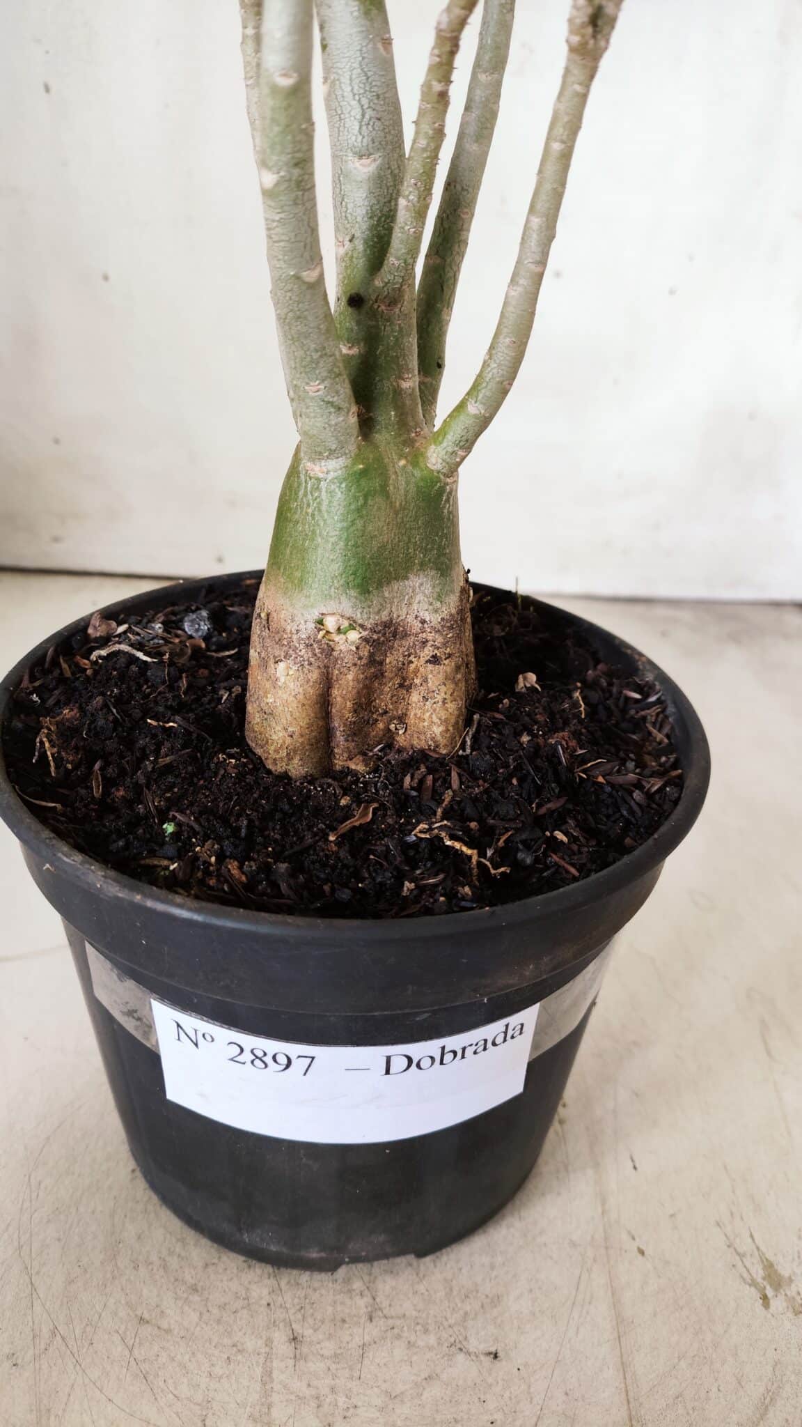 Planta Dobrada 2897 – 35cm – 03 anos