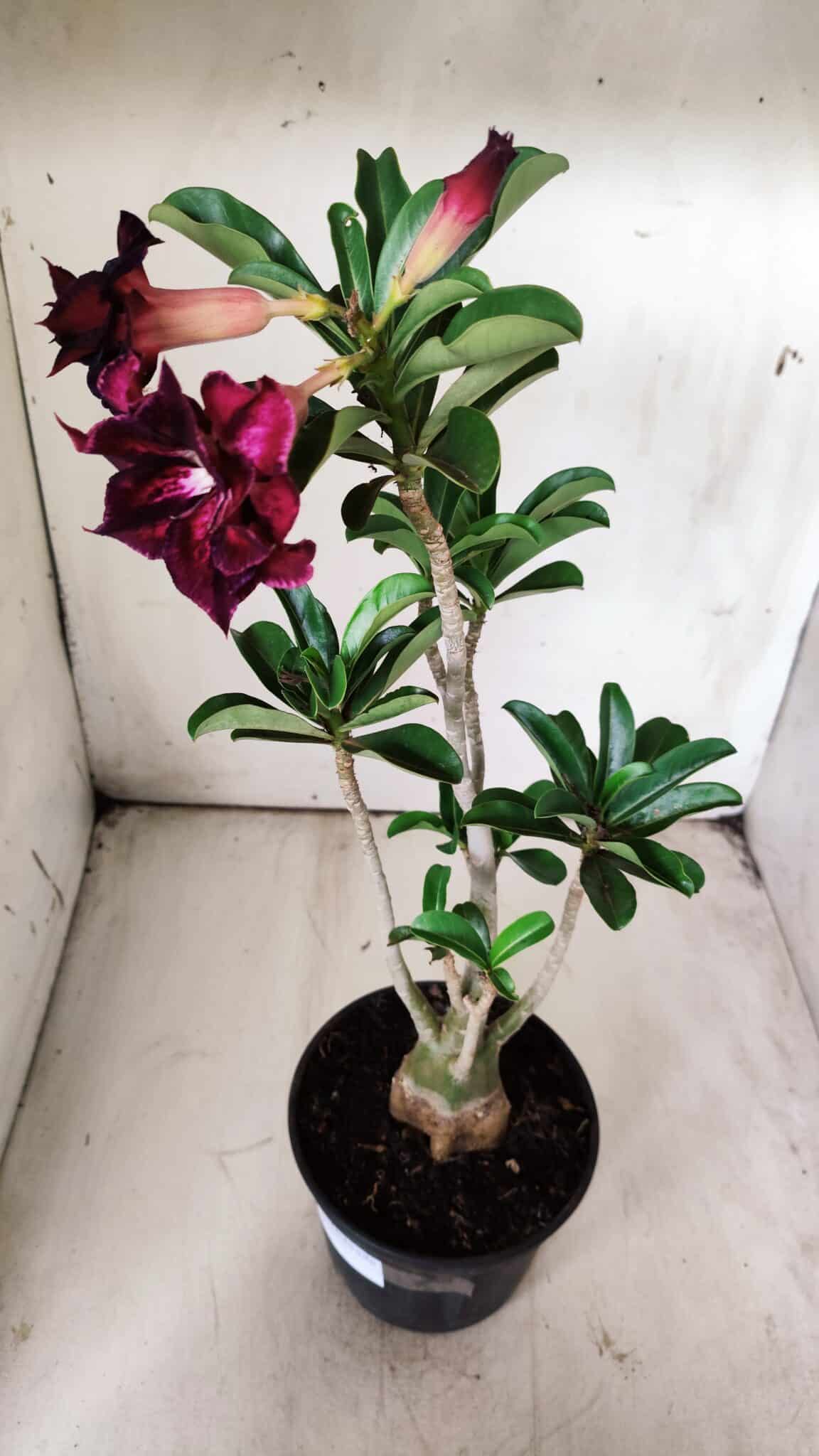 Planta Dobrada 2897 – 35cm – 03 anos