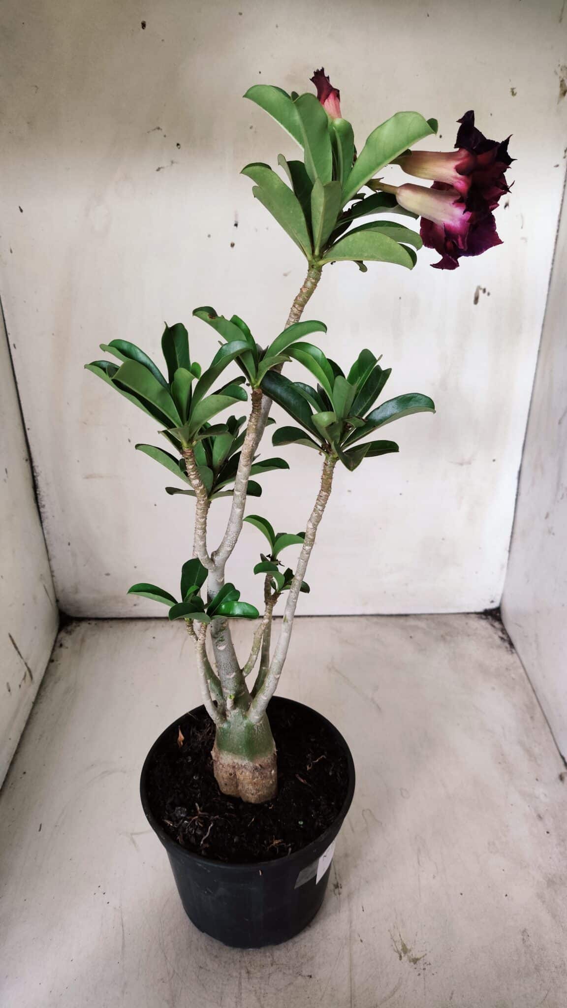 Planta Dobrada 2897 – 35cm – 03 anos