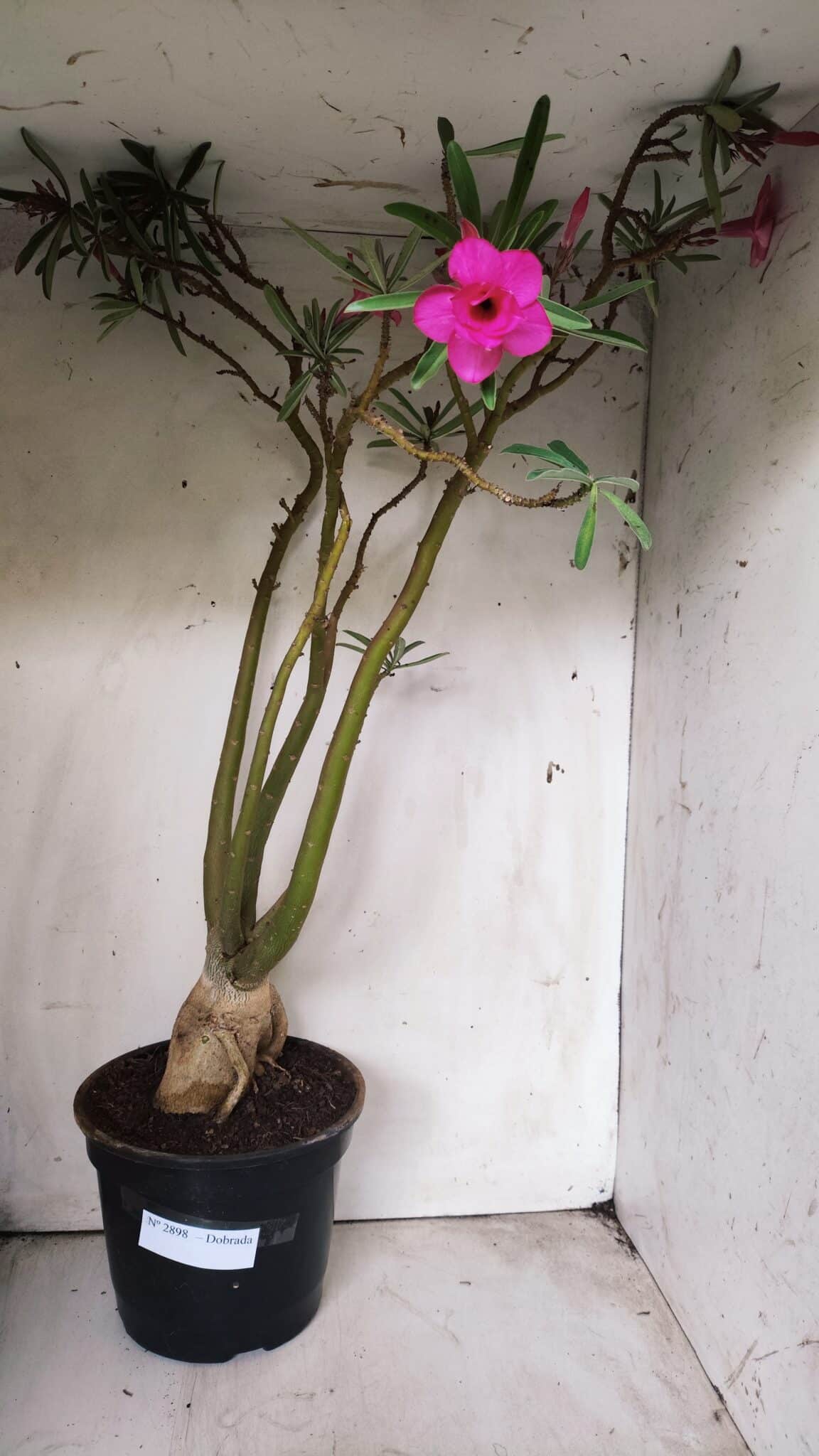 Planta Dobrada 2898 – 55cm – 05 anos