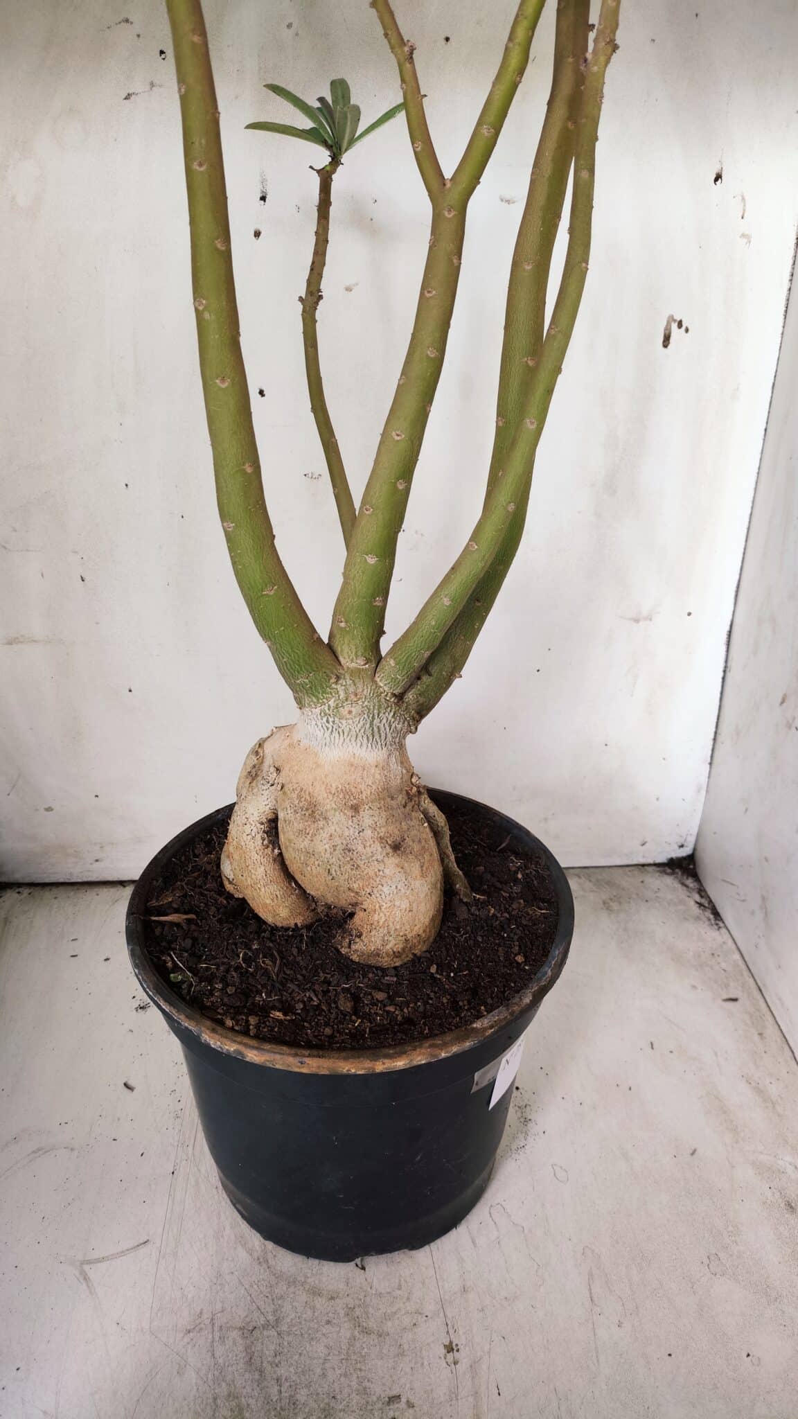 Planta Dobrada 2898 – 55cm – 05 anos