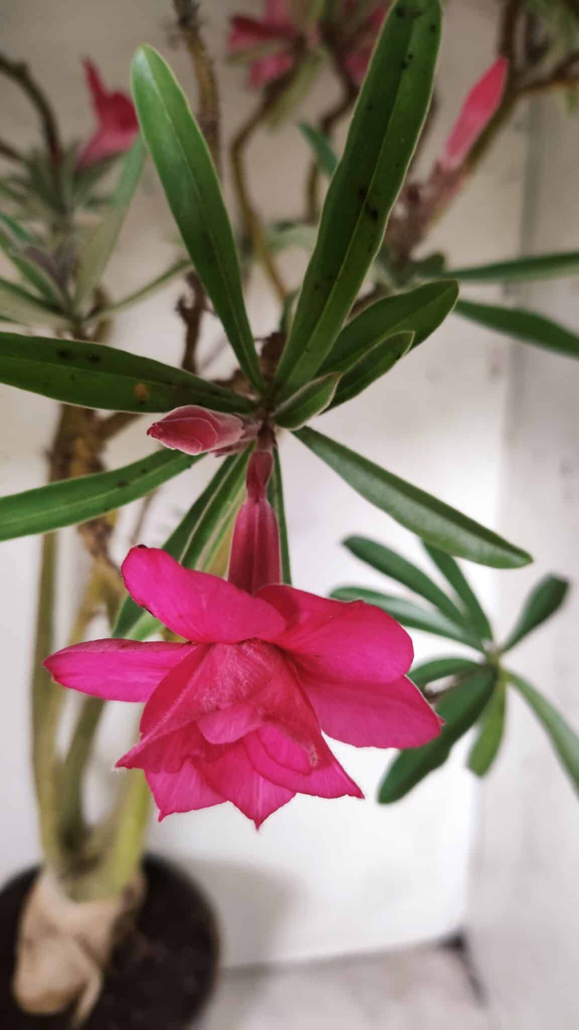 Planta Dobrada 2898 – 55cm – 05 anos