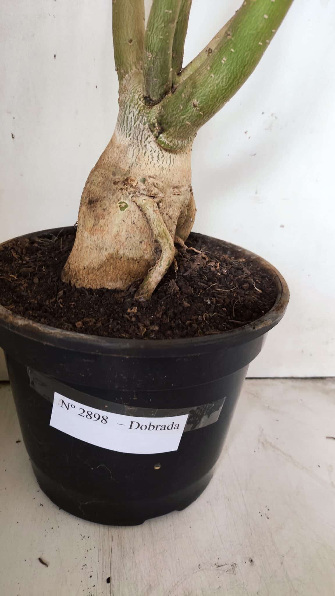 Planta Dobrada 2898 – 55cm – 05 anos