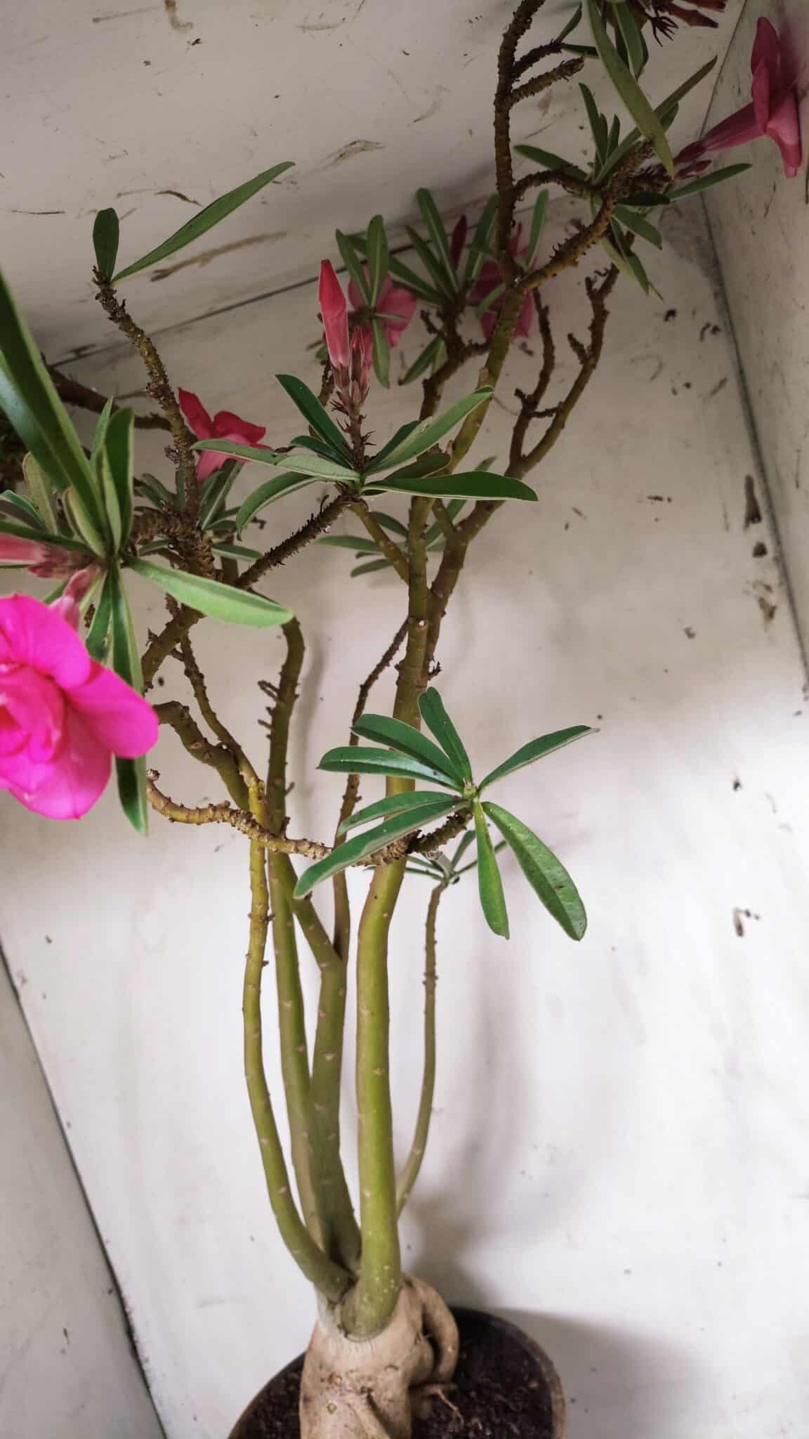 Planta Dobrada 2898 – 55cm – 05 anos