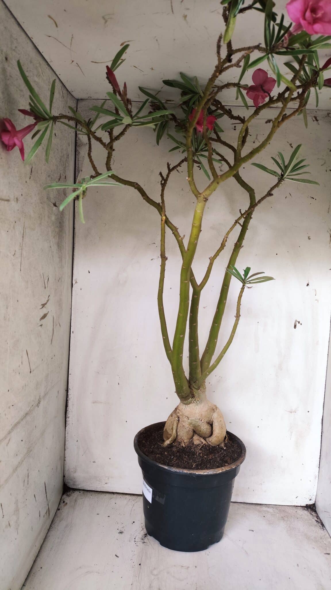 Planta Dobrada 2898 – 55cm – 05 anos