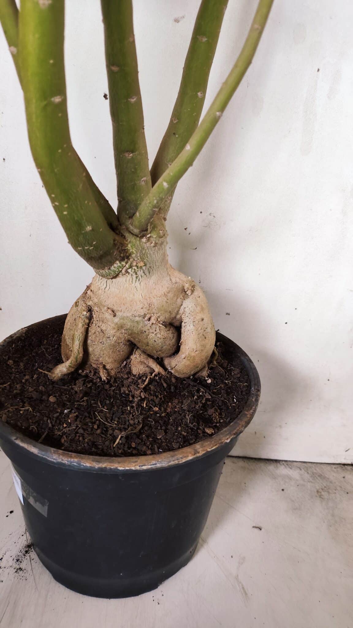 Planta Dobrada 2898 – 55cm – 05 anos