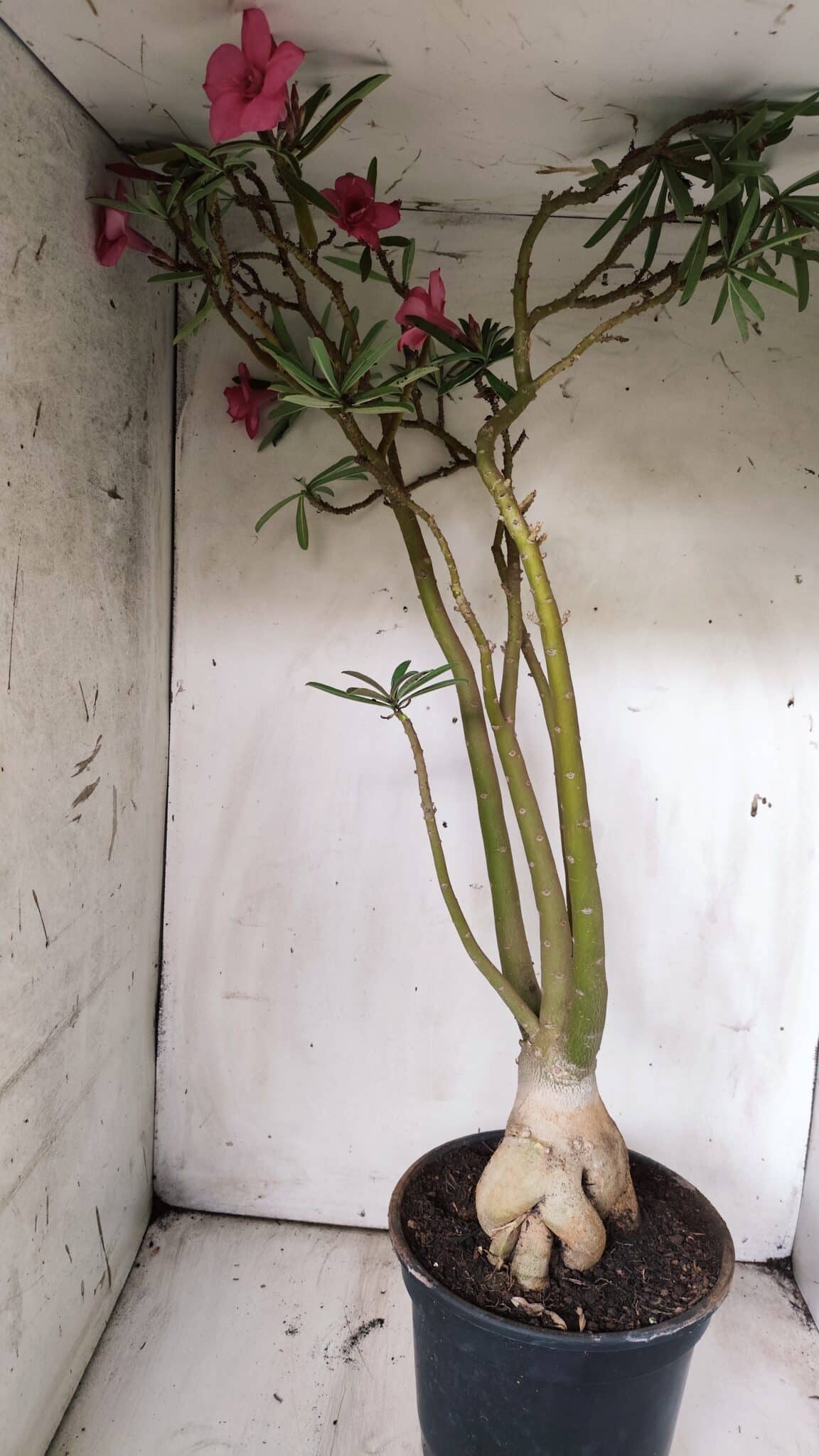 Planta Dobrada 2898 – 55cm – 05 anos