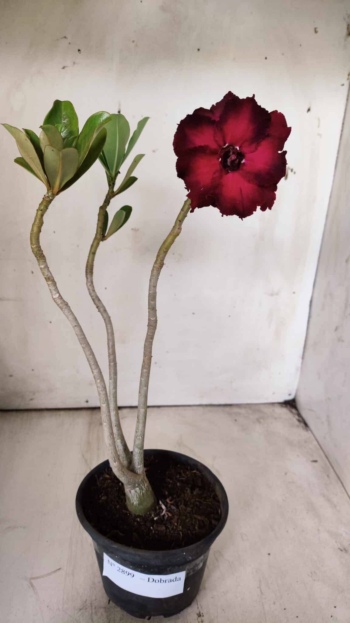 Planta Dobrada 2899 – 30cm – 02 anos