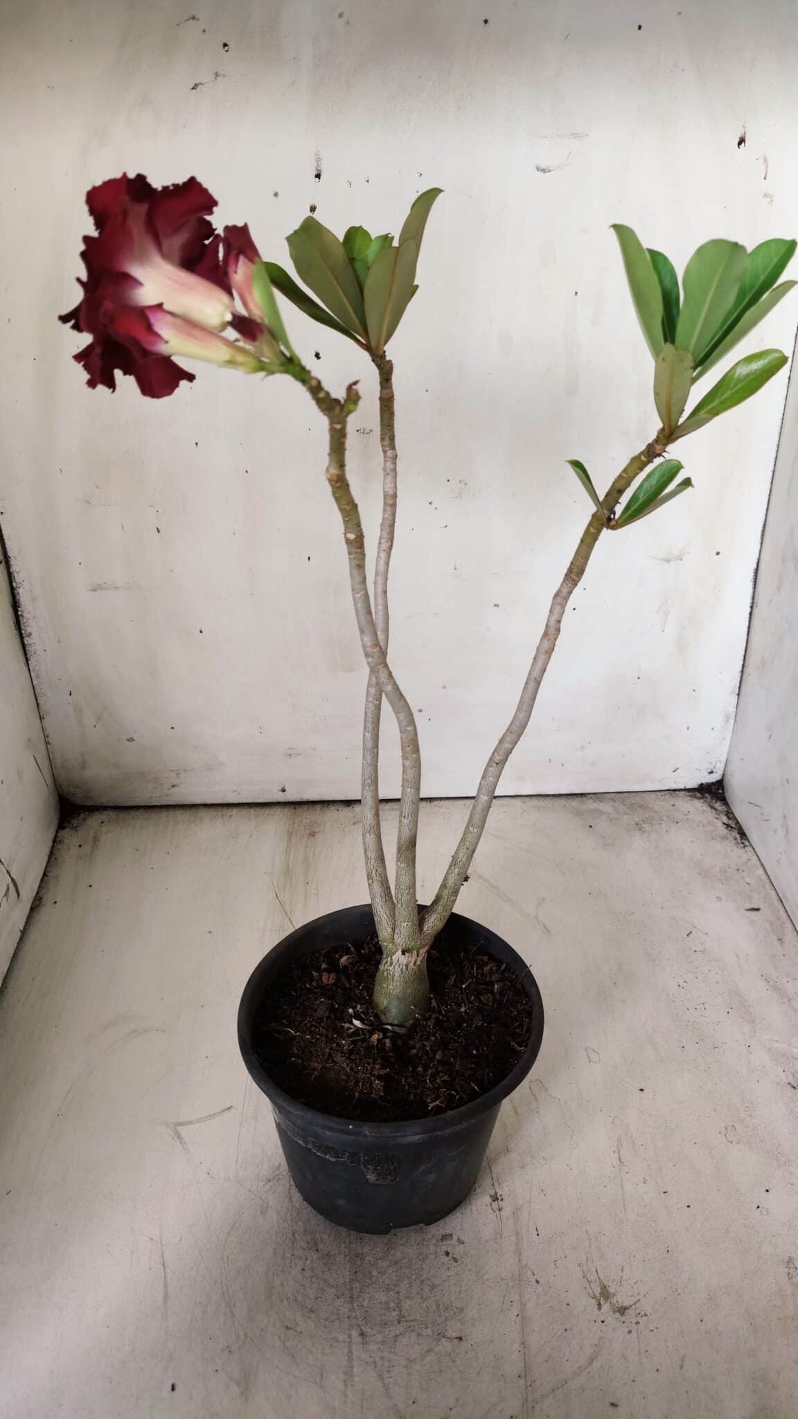 Planta Dobrada 2899 – 30cm – 02 anos