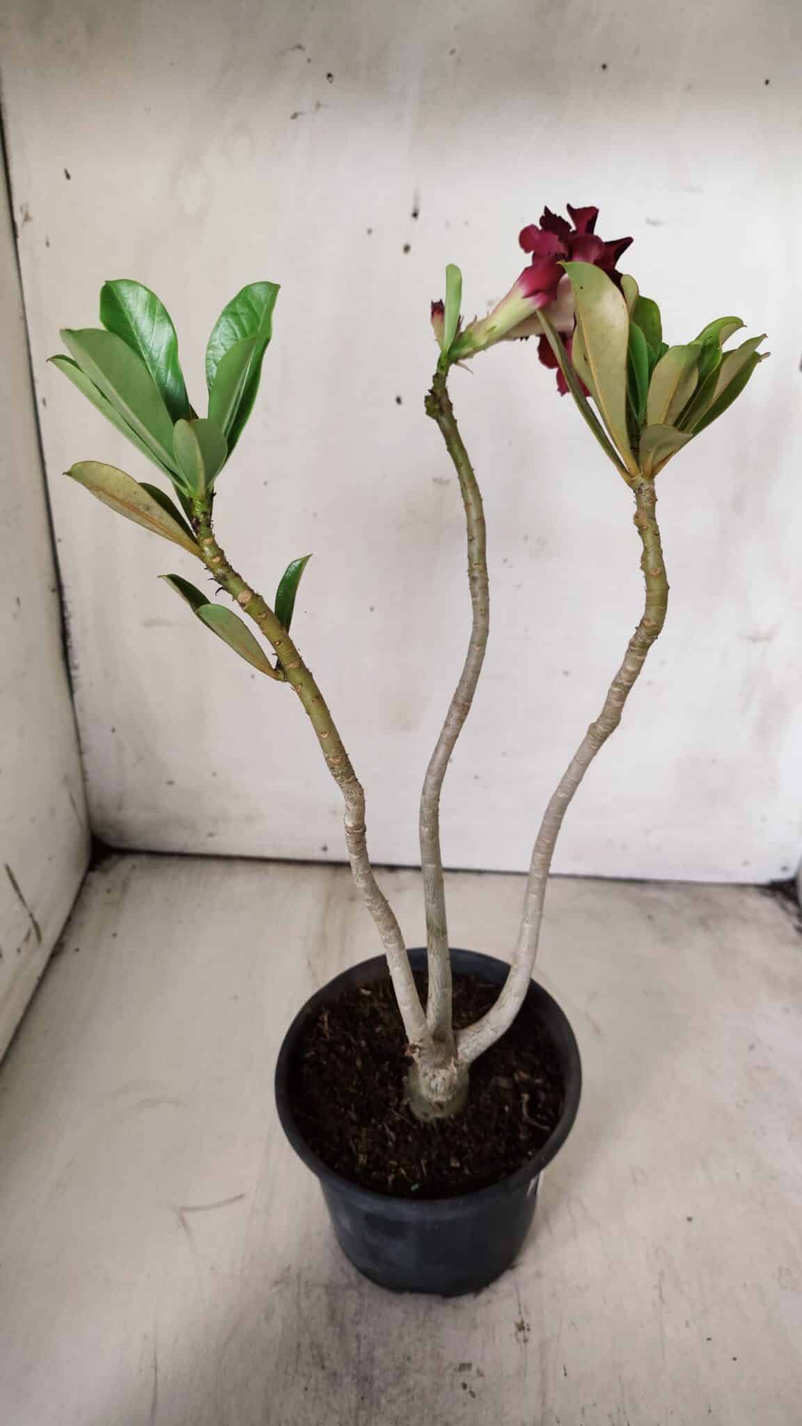 Planta Dobrada 2899 – 30cm – 02 anos