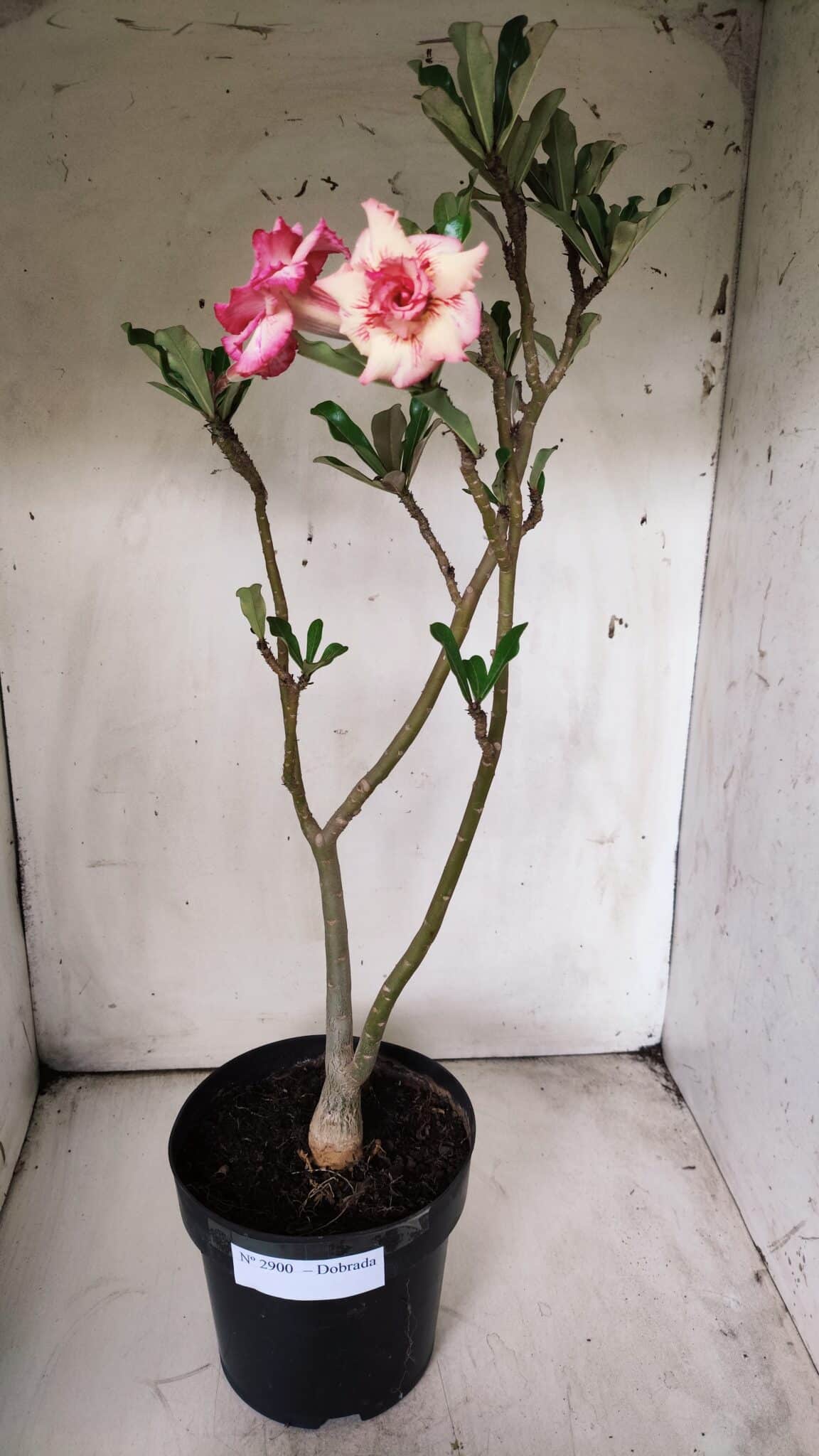 Planta Dobrada 2900 – 40cm – 03 anos