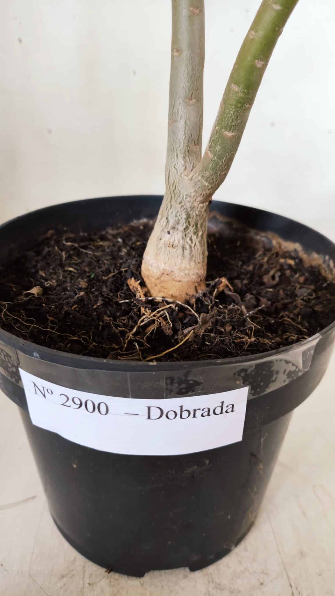 Planta Dobrada 2900 – 40cm – 03 anos