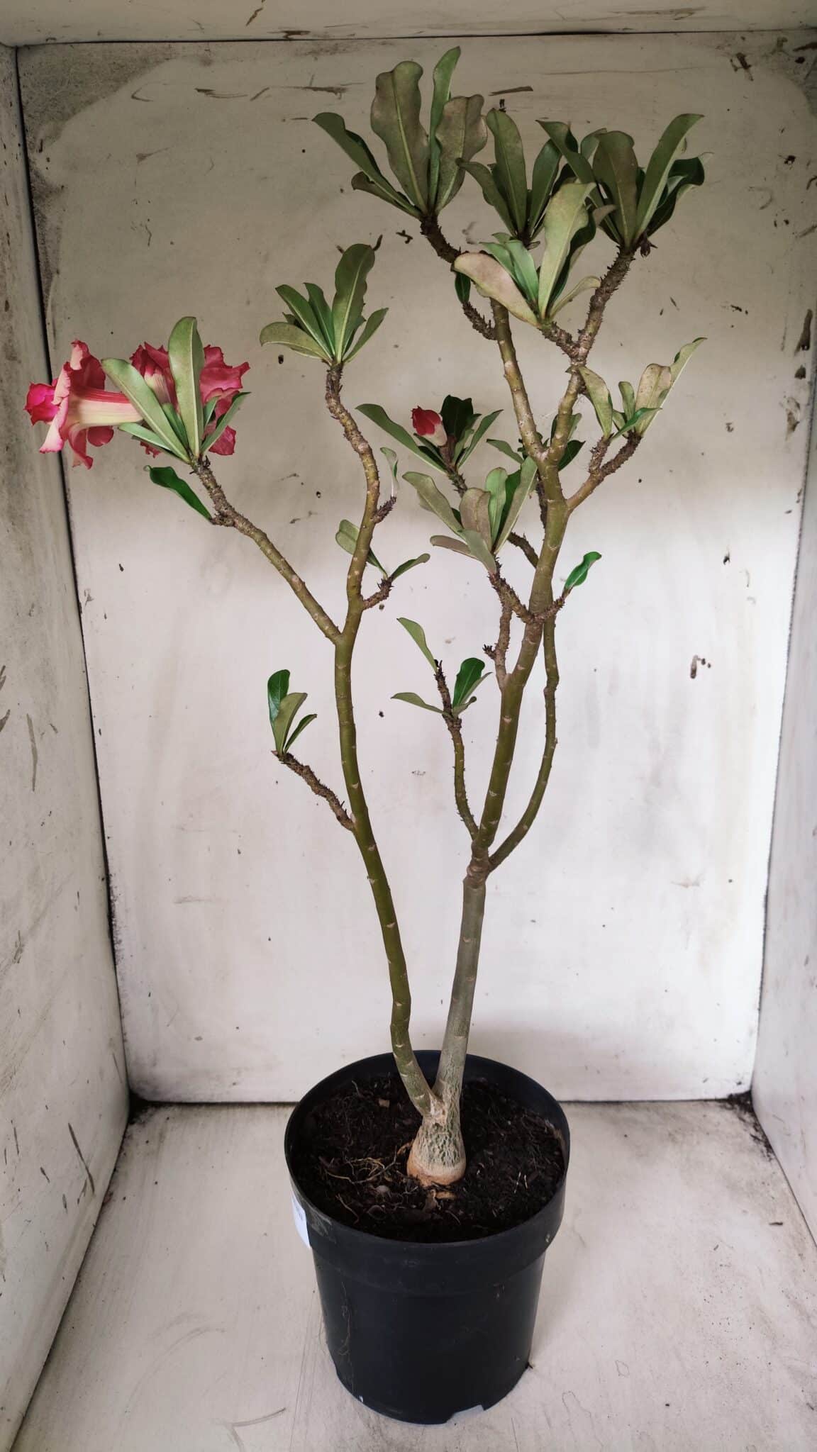 Planta Dobrada 2900 – 40cm – 03 anos