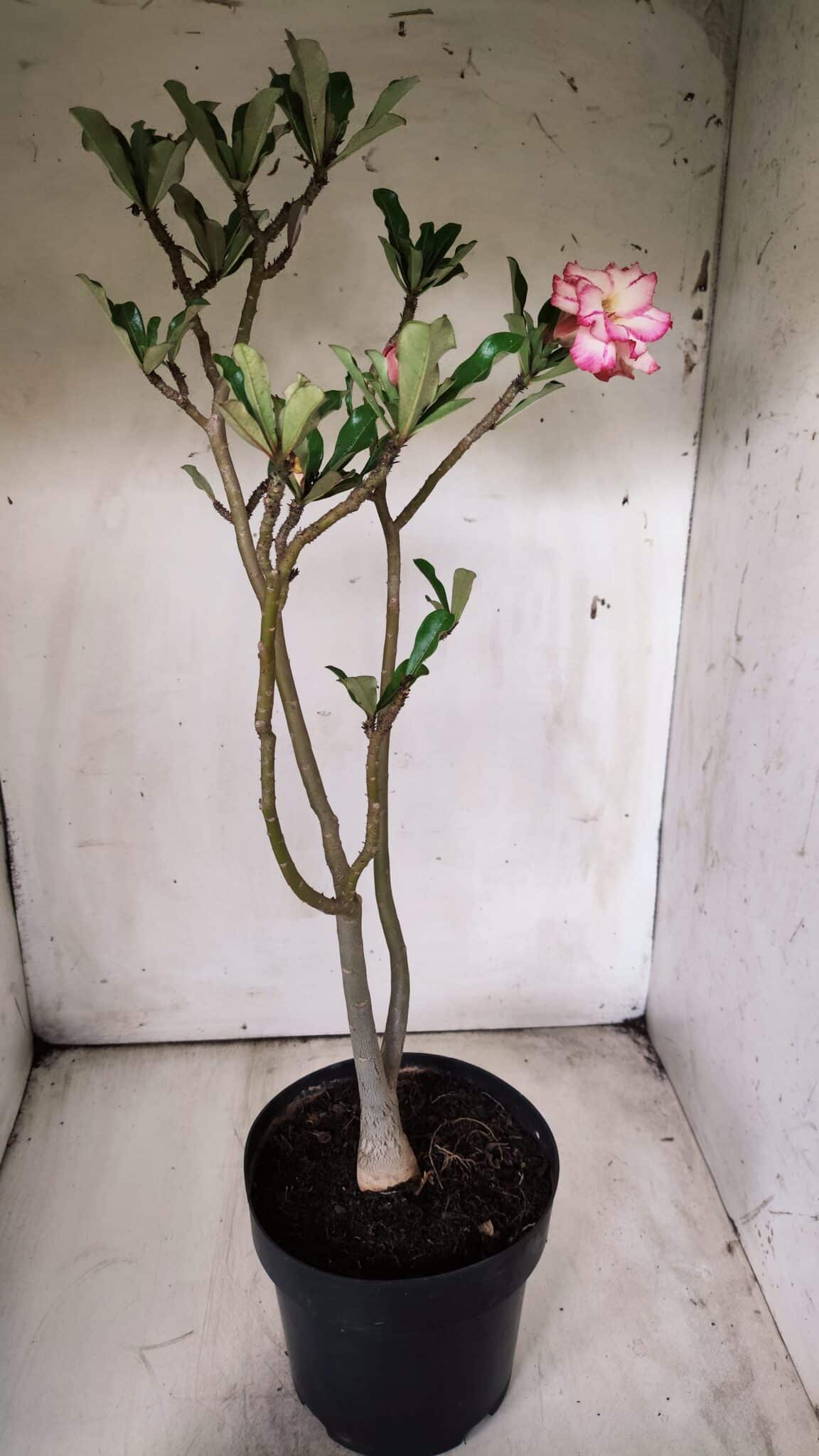 Planta Dobrada 2900 – 40cm – 03 anos
