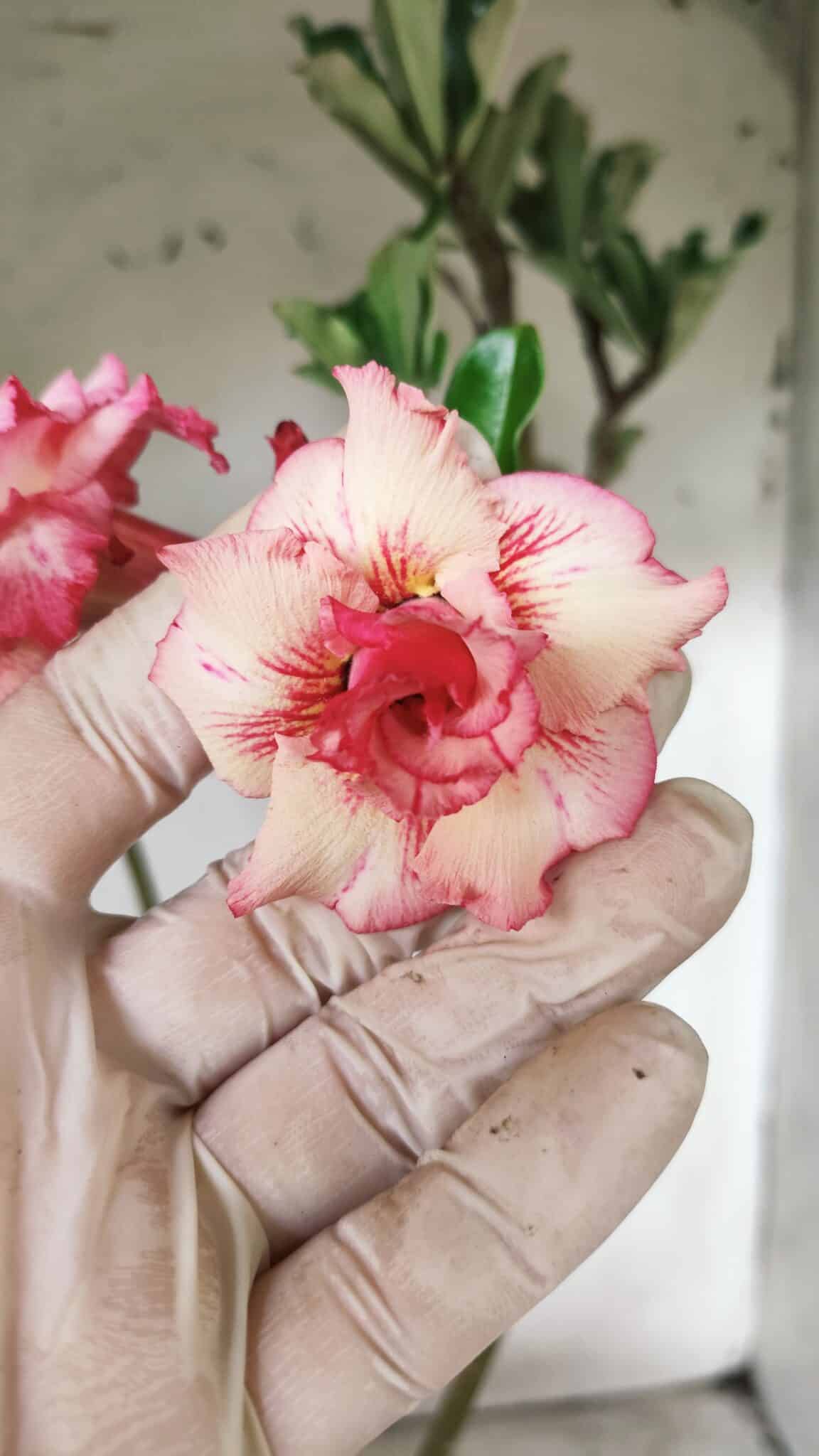 Planta Dobrada 2900 – 40cm – 03 anos